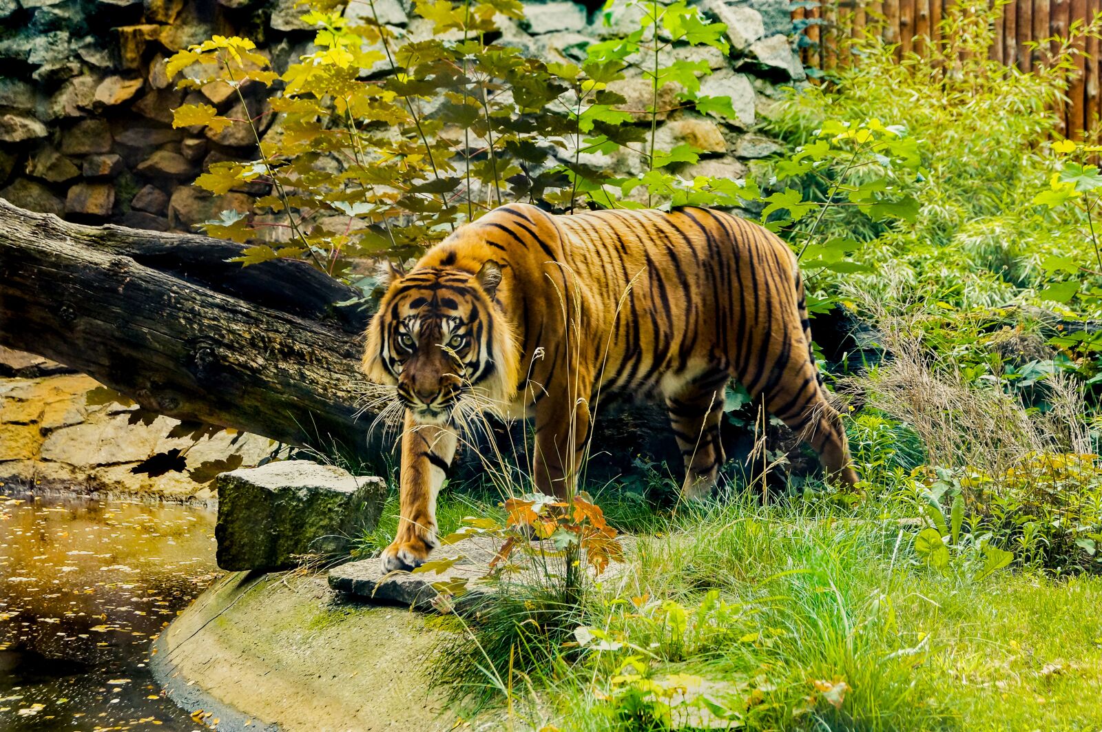 Sony SLT-A37 sample photo. Tiger, orange, green photography