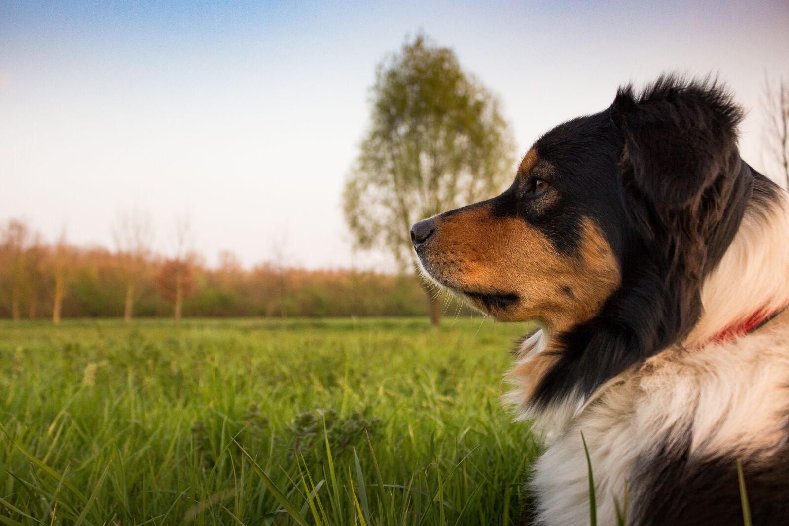 Canon EOS 700D (EOS Rebel T5i / EOS Kiss X7i) sample photo. Dog, concerns, rest photography