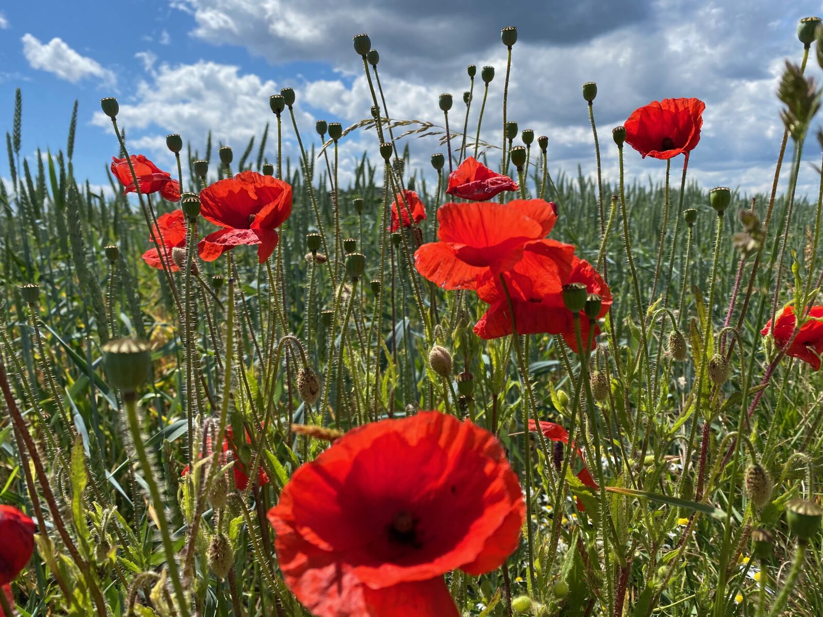 Apple iPhone 11 Pro sample photo. Poppy, red, klatschmohn photography