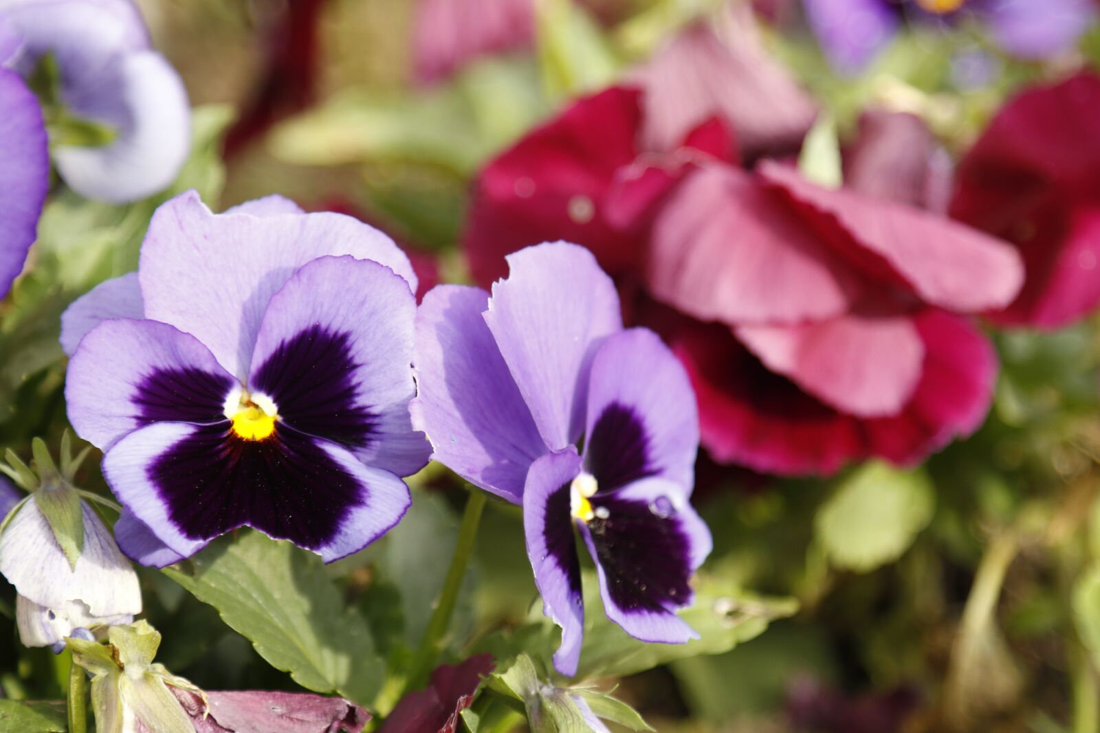 Canon EOS 7D Mark II sample photo. Purple flower, flowers, garden photography