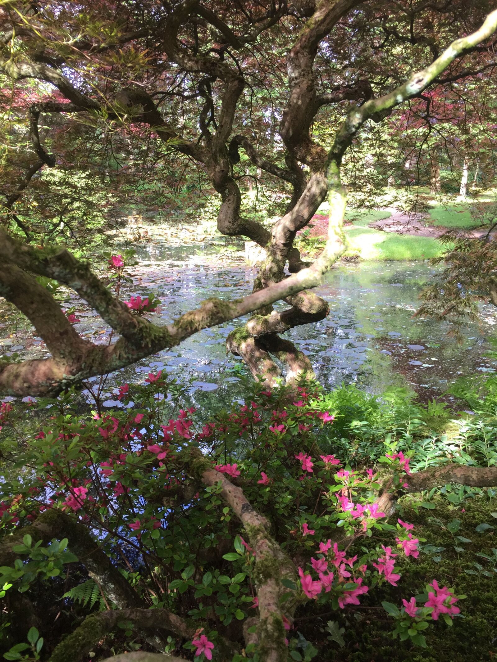 iPhone 6 Plus back camera 4.15mm f/2.2 sample photo. Japanese garden, tree, garden photography