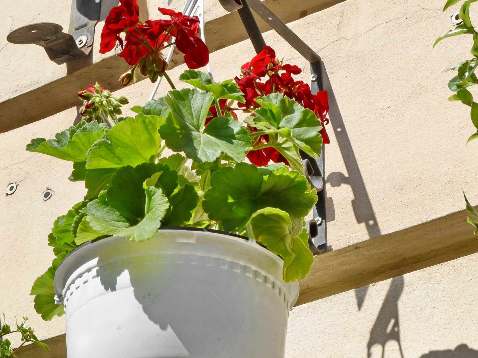 Nikon D5500 sample photo. Cast iron, facade, flowerpot photography