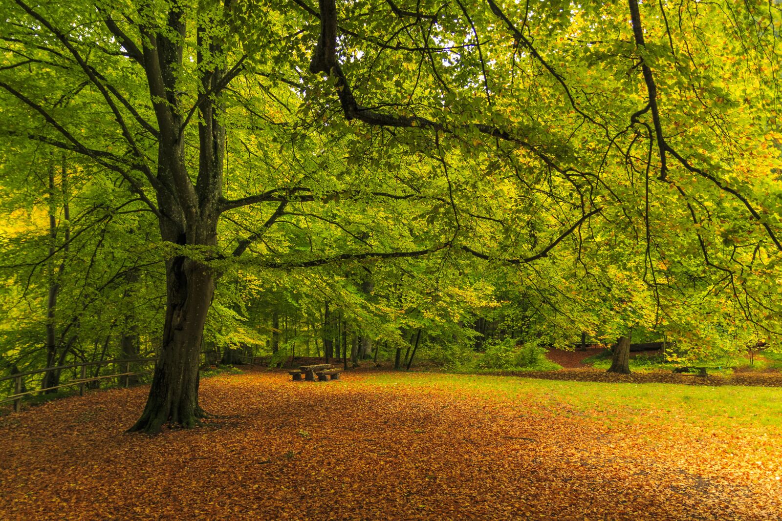 Canon EOS 650D (EOS Rebel T4i / EOS Kiss X6i) sample photo. Forest path, autumn, fall photography