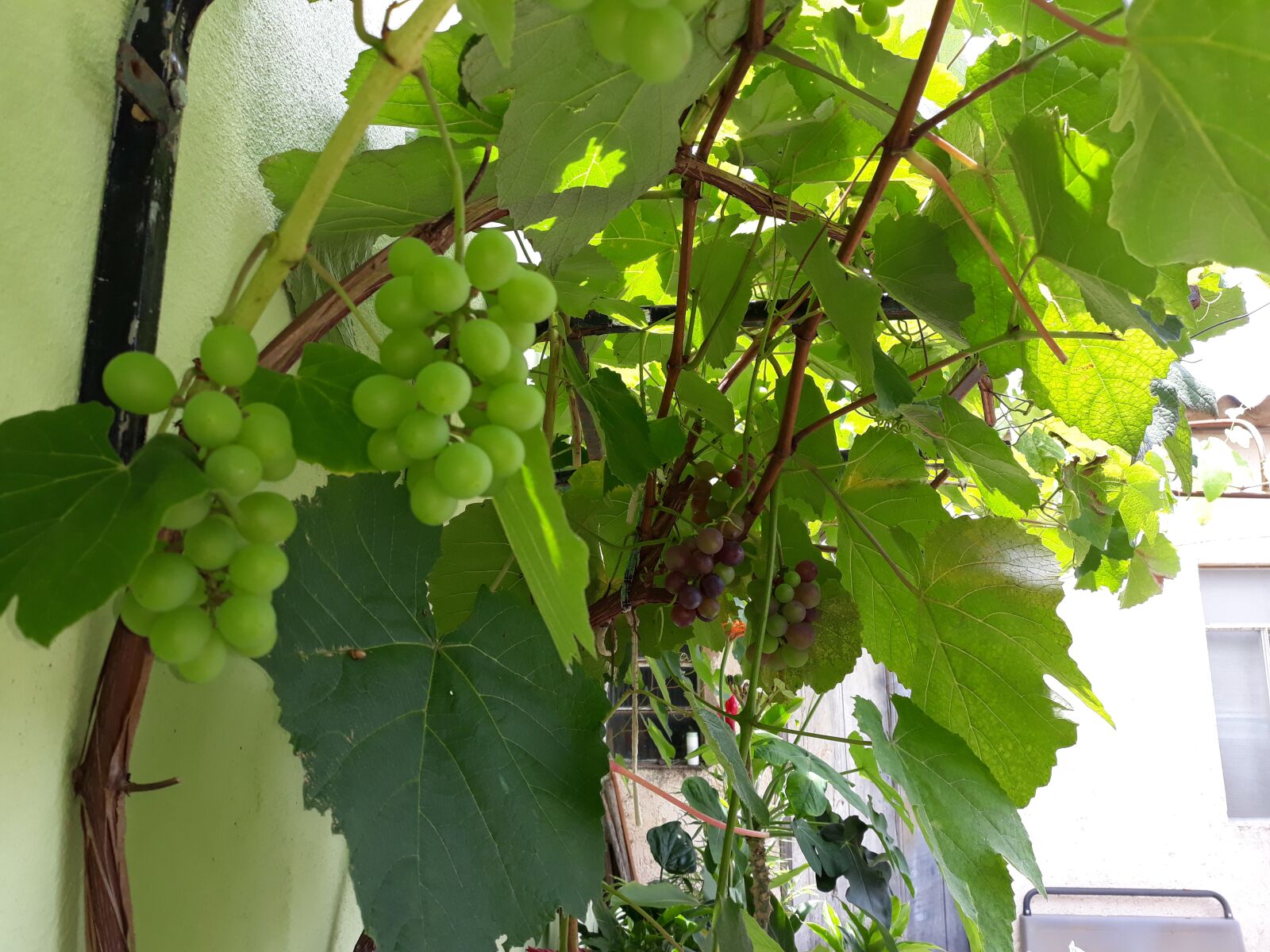 Samsung Galaxy J7 Pro sample photo. Uva, leaf, green photography