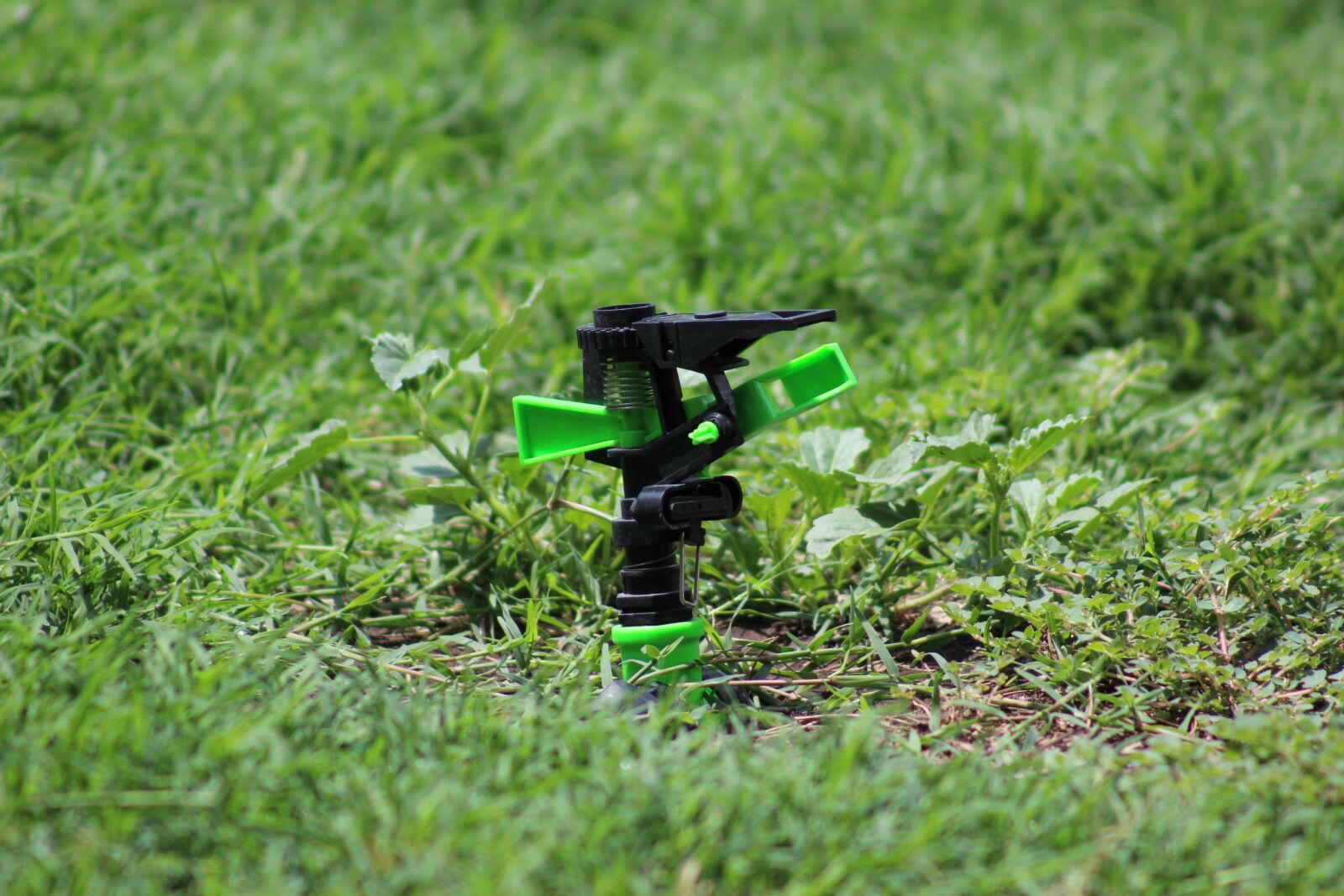Canon EOS 1200D (EOS Rebel T5 / EOS Kiss X70 / EOS Hi) sample photo. Grass, flora, lawn photography