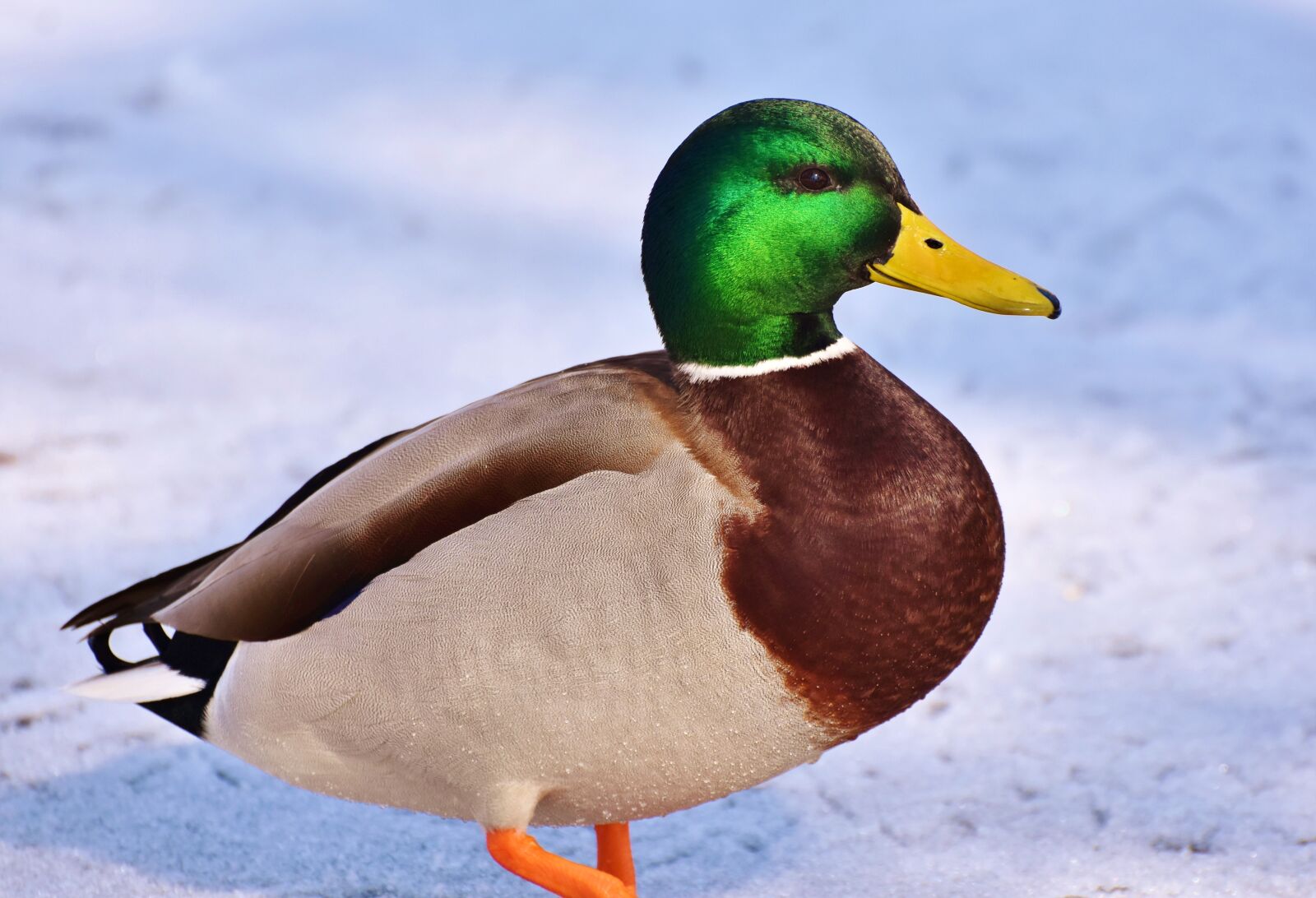 Nikon D7200 sample photo. Duck, drake, water bird photography