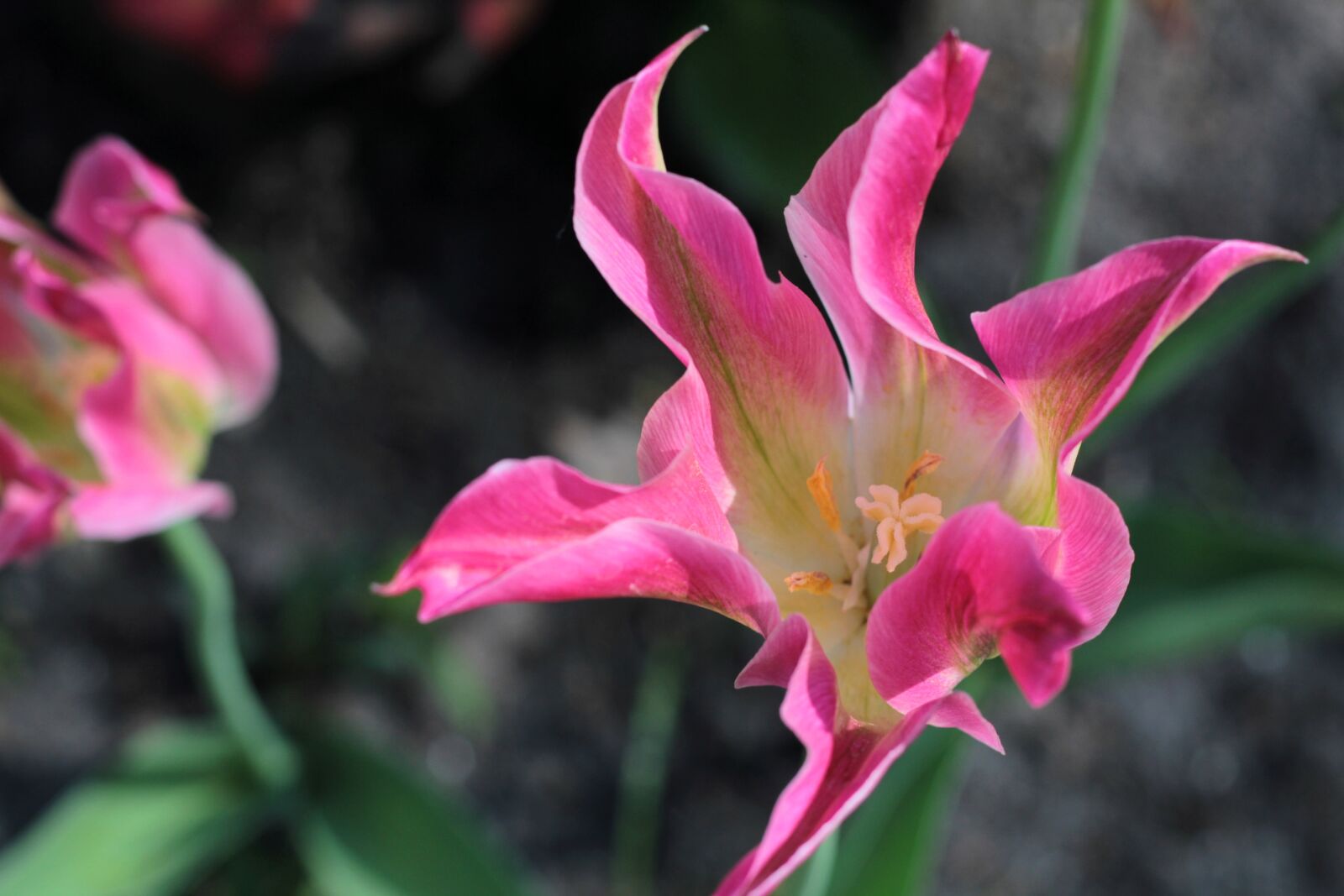 Canon EOS 600D (Rebel EOS T3i / EOS Kiss X5) + Canon EF 50mm F1.8 STM sample photo. Tulip, flower, pink photography