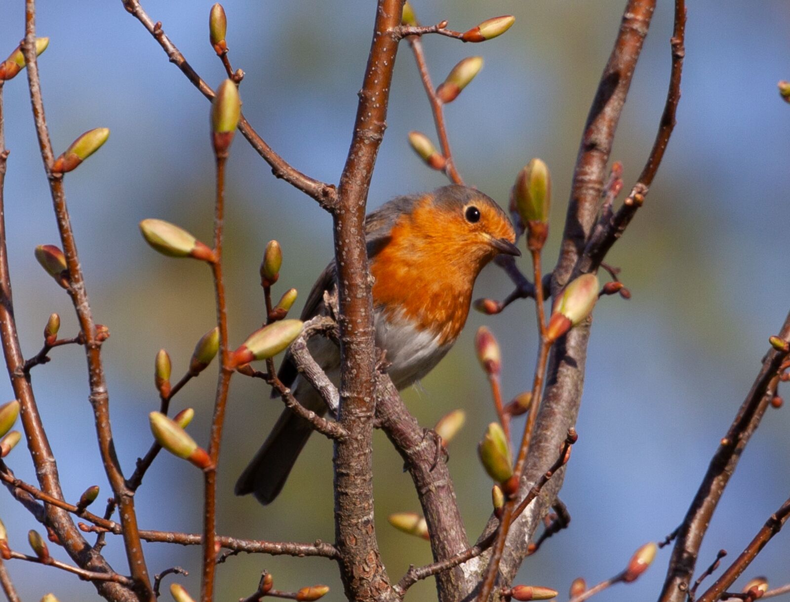 Canon EOS 5D Mark II sample photo. Robin redbreast in tree photography