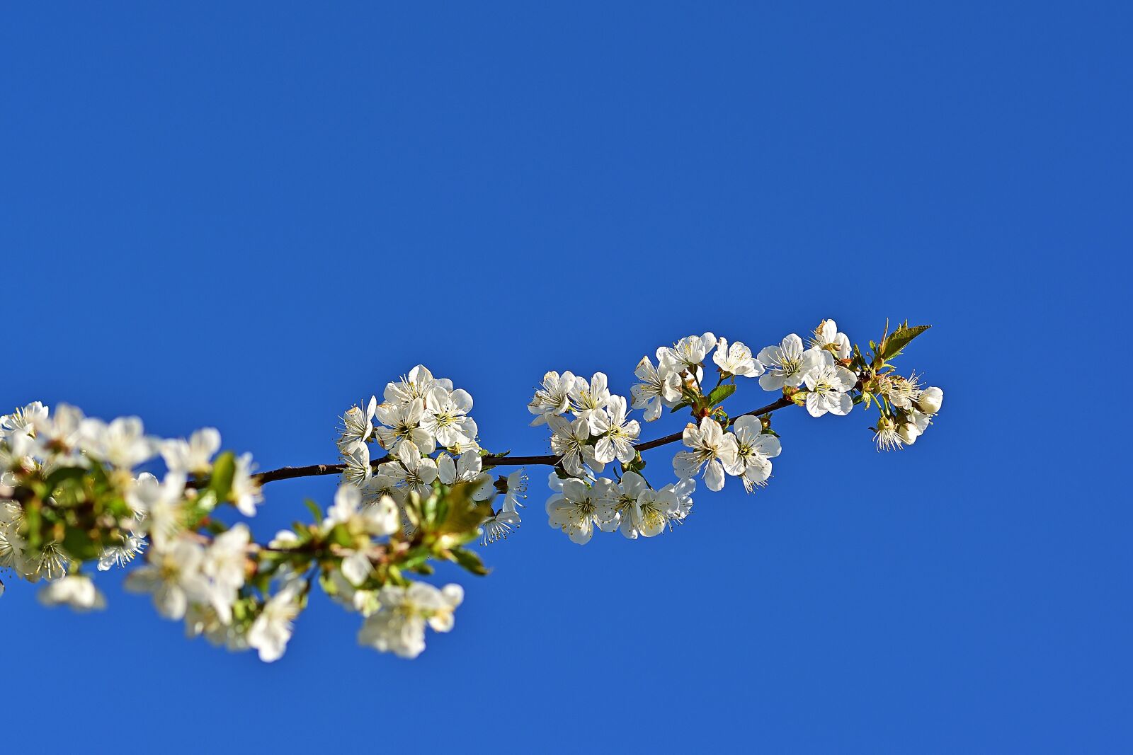 Nikon D5200 sample photo. Spring, flowering twig, sour photography