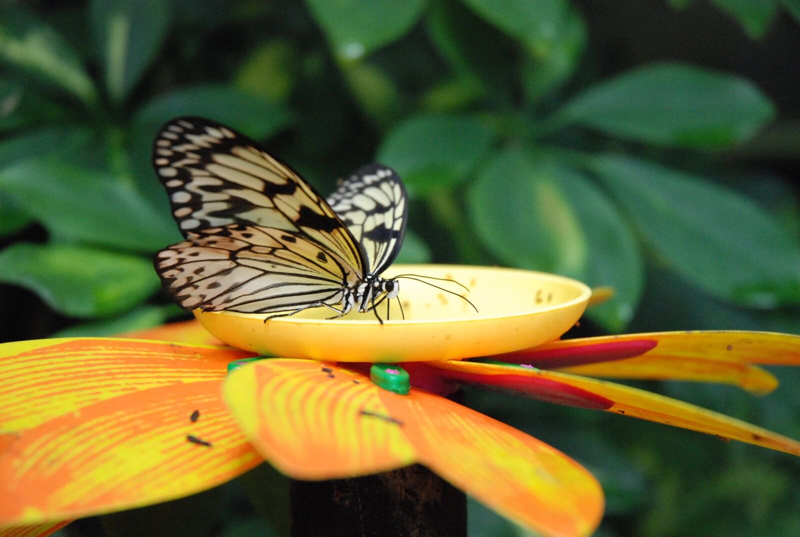 Nikon D80 sample photo. Butterfly, animals, insect photography