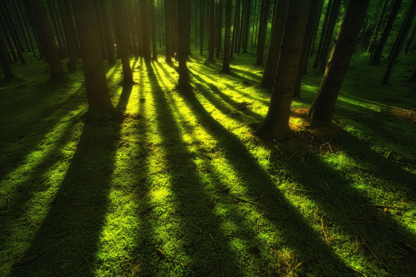 Canon EOS 5D sample photo. Nature, forest, moss photography
