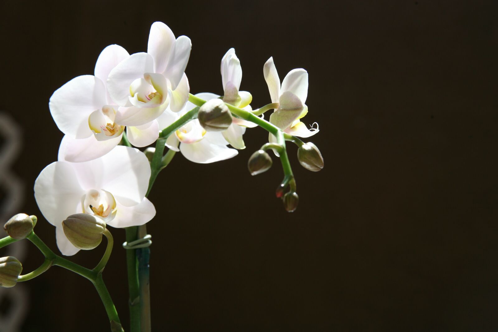 Canon EOS 5D sample photo. Orchid, buds, tropical photography