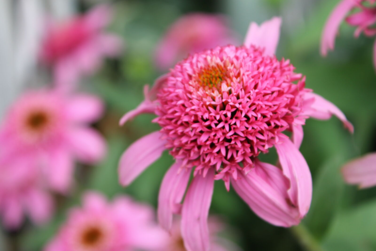 Canon EOS 1100D (EOS Rebel T3 / EOS Kiss X50) sample photo. Bloom, blooming, blossom, botanical photography
