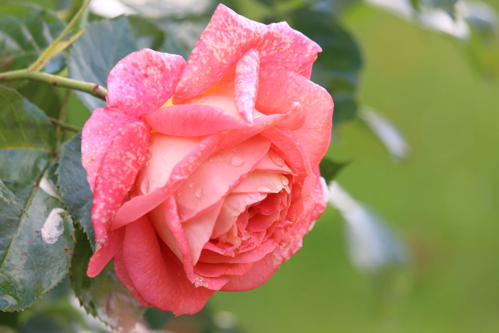 Canon EF-S 55-250mm F4-5.6 IS STM sample photo. Rose, blossom, bloom photography
