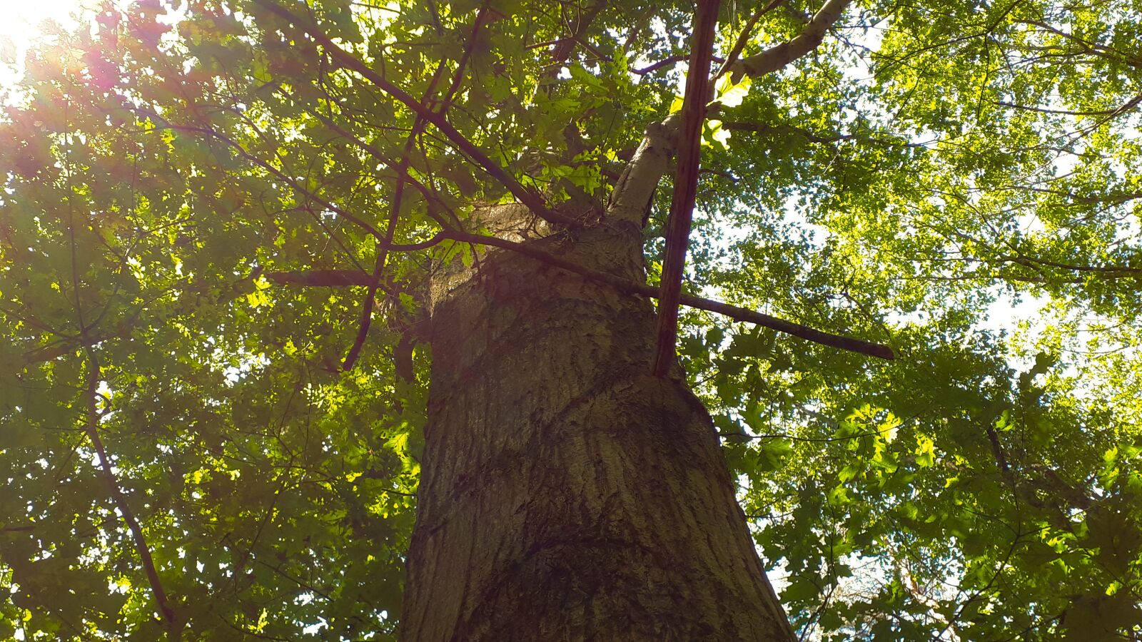 Samsung Galaxy A5(2017) sample photo. Forest, tree, landscape photography