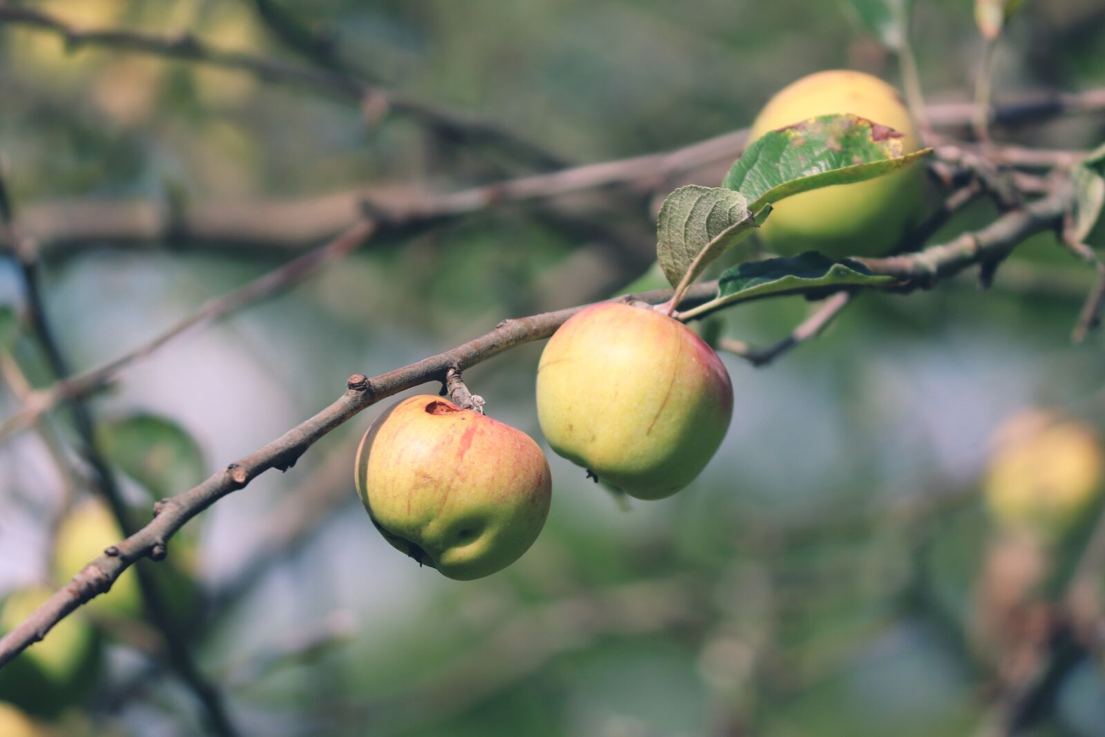 Canon EOS 200D (EOS Rebel SL2 / EOS Kiss X9) sample photo. Apple, fruit, green photography