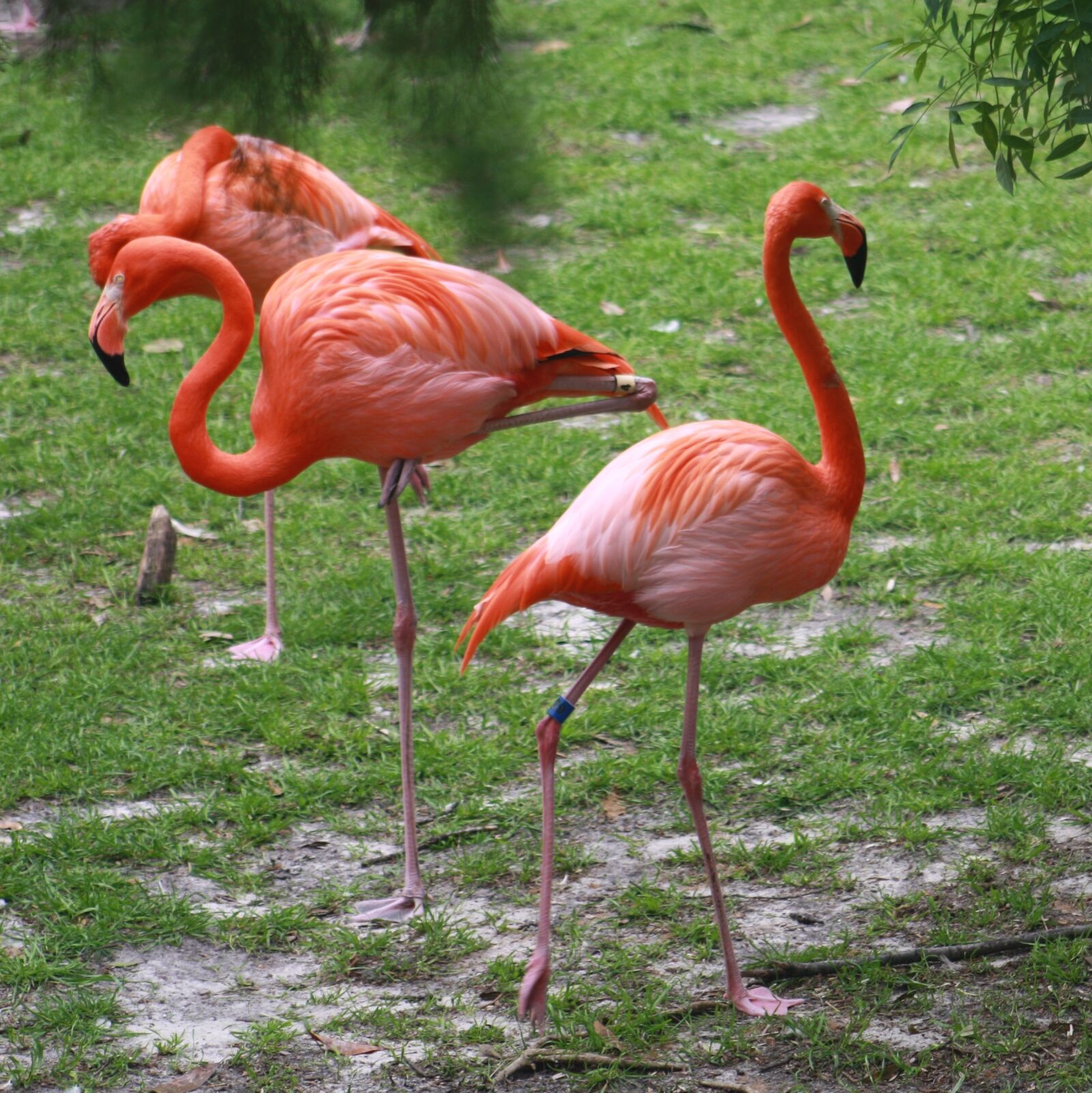 Canon EOS 1000D (EOS Digital Rebel XS / EOS Kiss F) sample photo. Flamingo, flamingos, pink photography