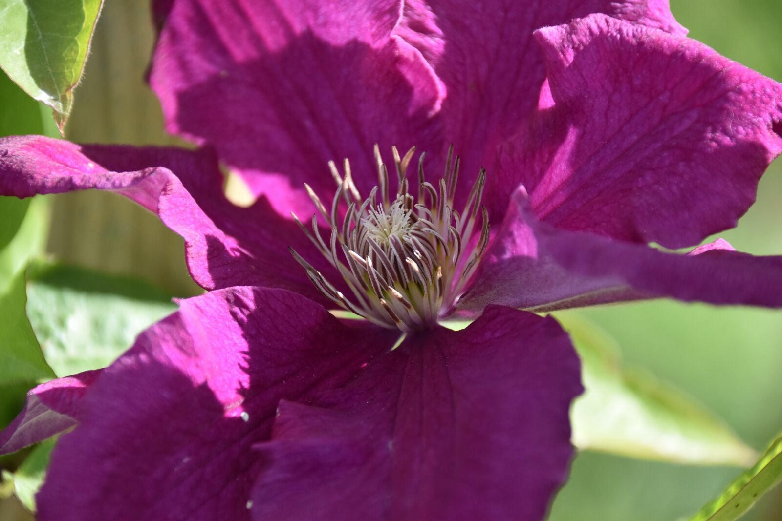 Nikon D5600 sample photo. Flower, flower of clematis photography