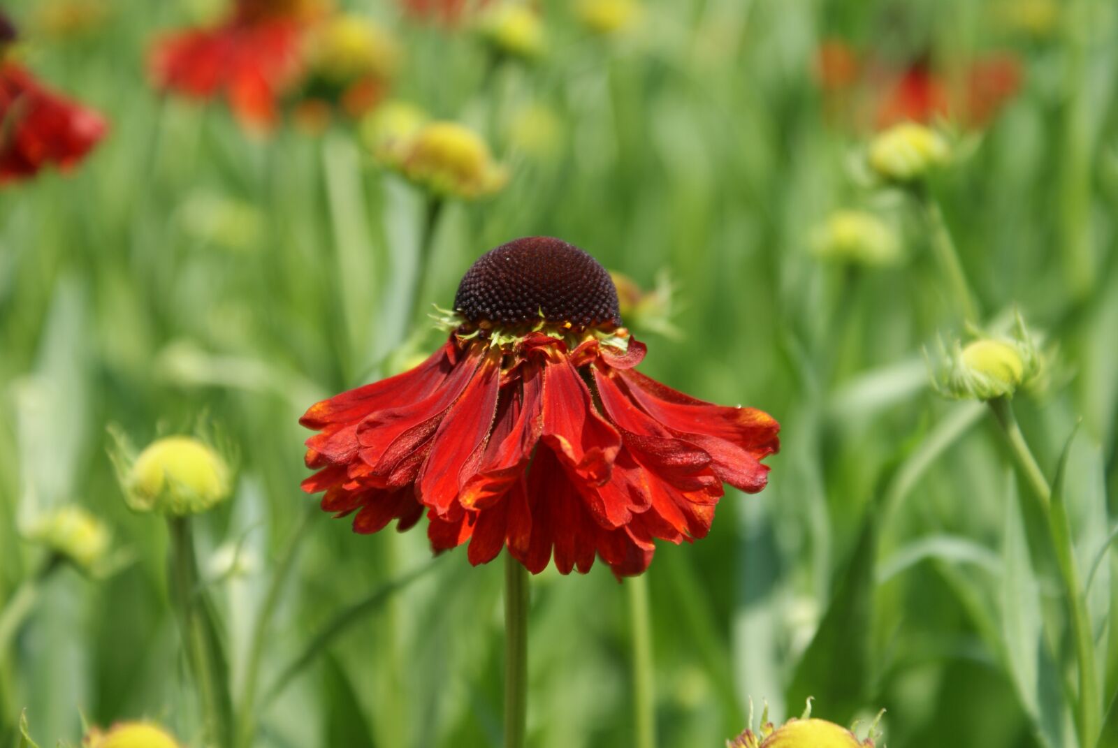 Sony Alpha DSLR-A200 sample photo. Flower, garden, petals photography