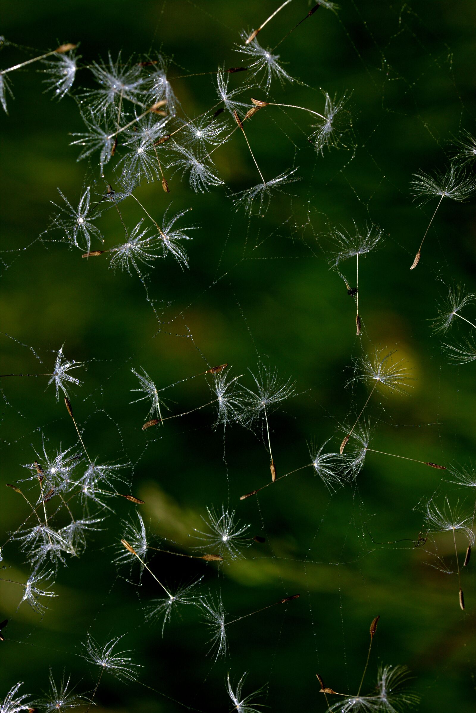 Canon EF-S 60mm F2.8 Macro USM sample photo. Dandelion, spider web, drops photography
