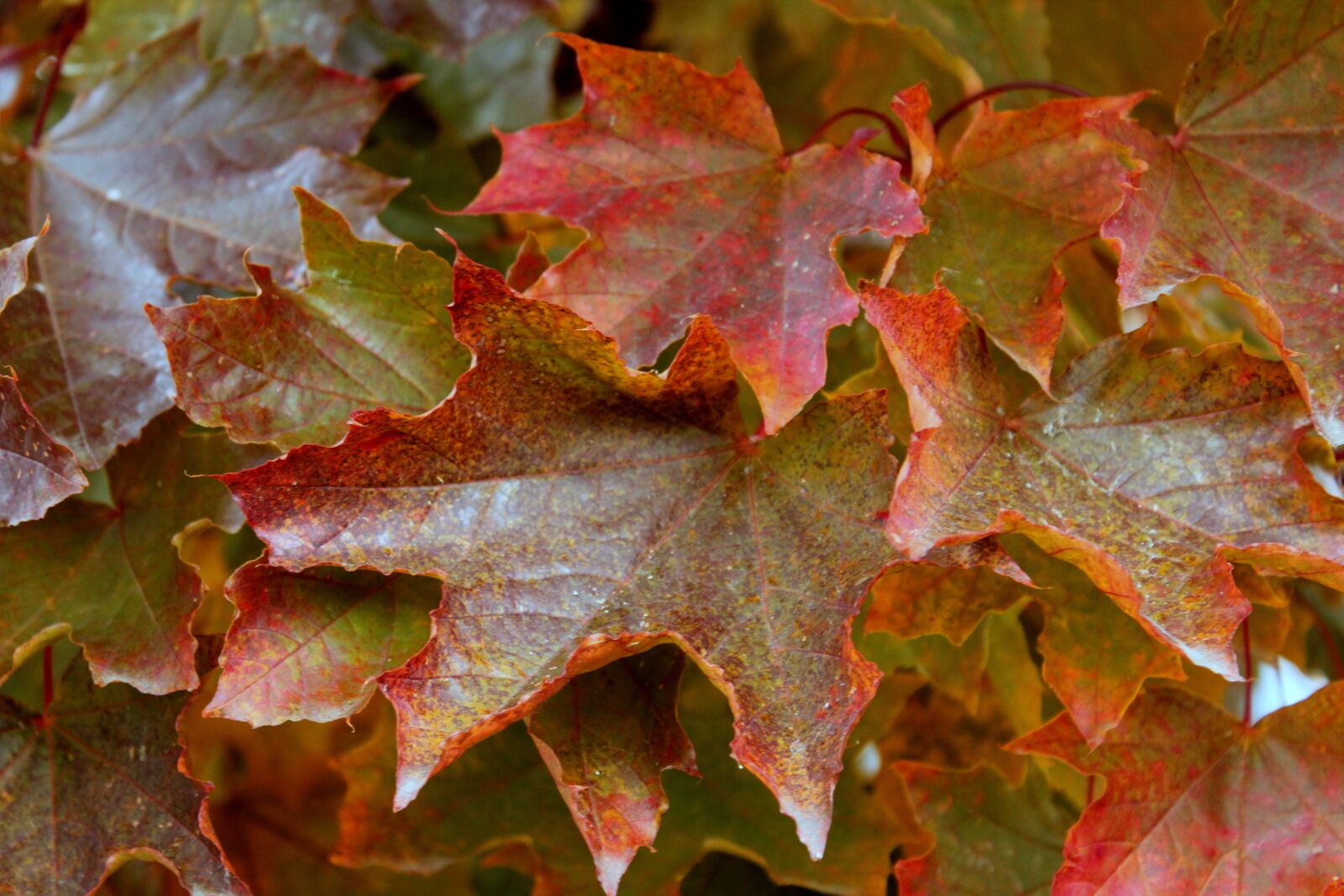 Canon EOS 550D (EOS Rebel T2i / EOS Kiss X4) sample photo. Leaves, autumn, foliage photography