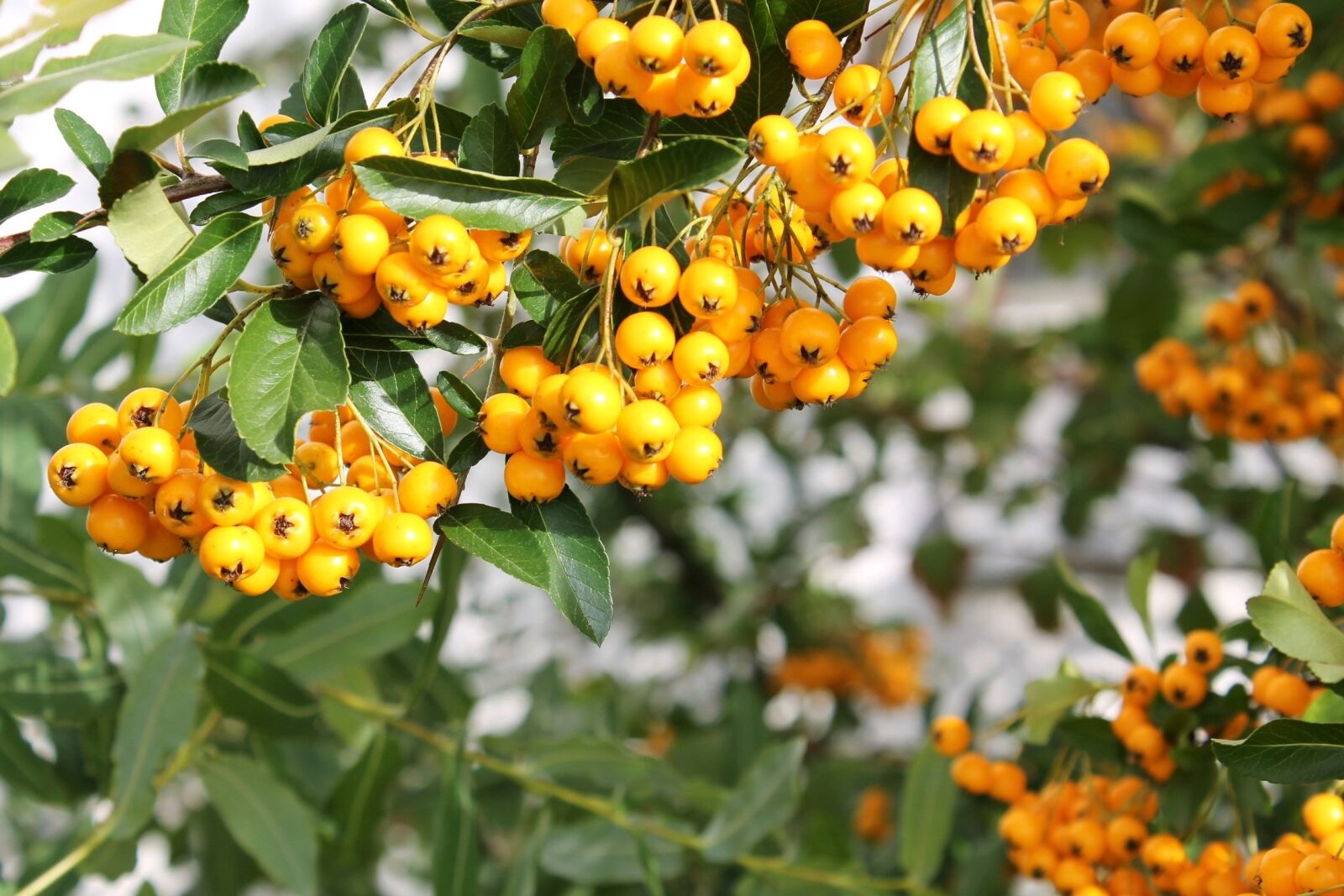 Canon EOS 1100D (EOS Rebel T3 / EOS Kiss X50) sample photo. Berries, yellow, close up photography