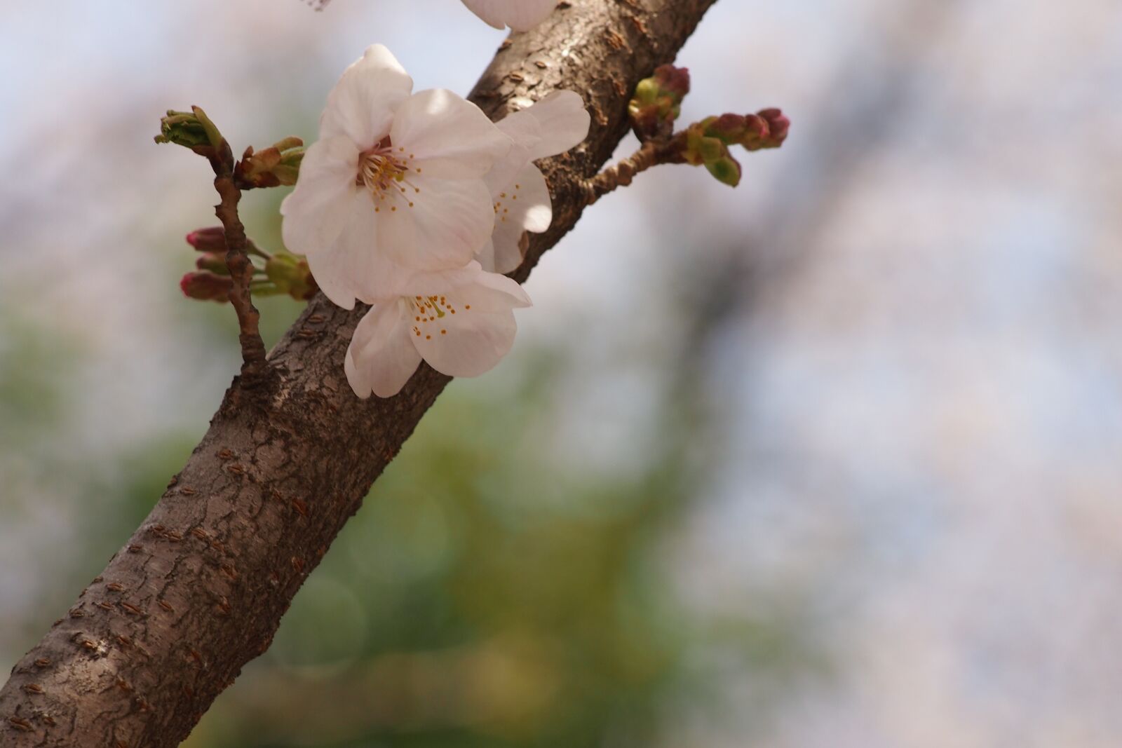 Olympus PEN E-PL3 sample photo. Cherry blossoms, sakura, spring photography