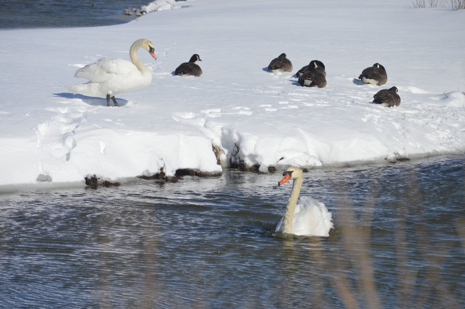 Nikon D3200 sample photo. Swans, snow, stream photography