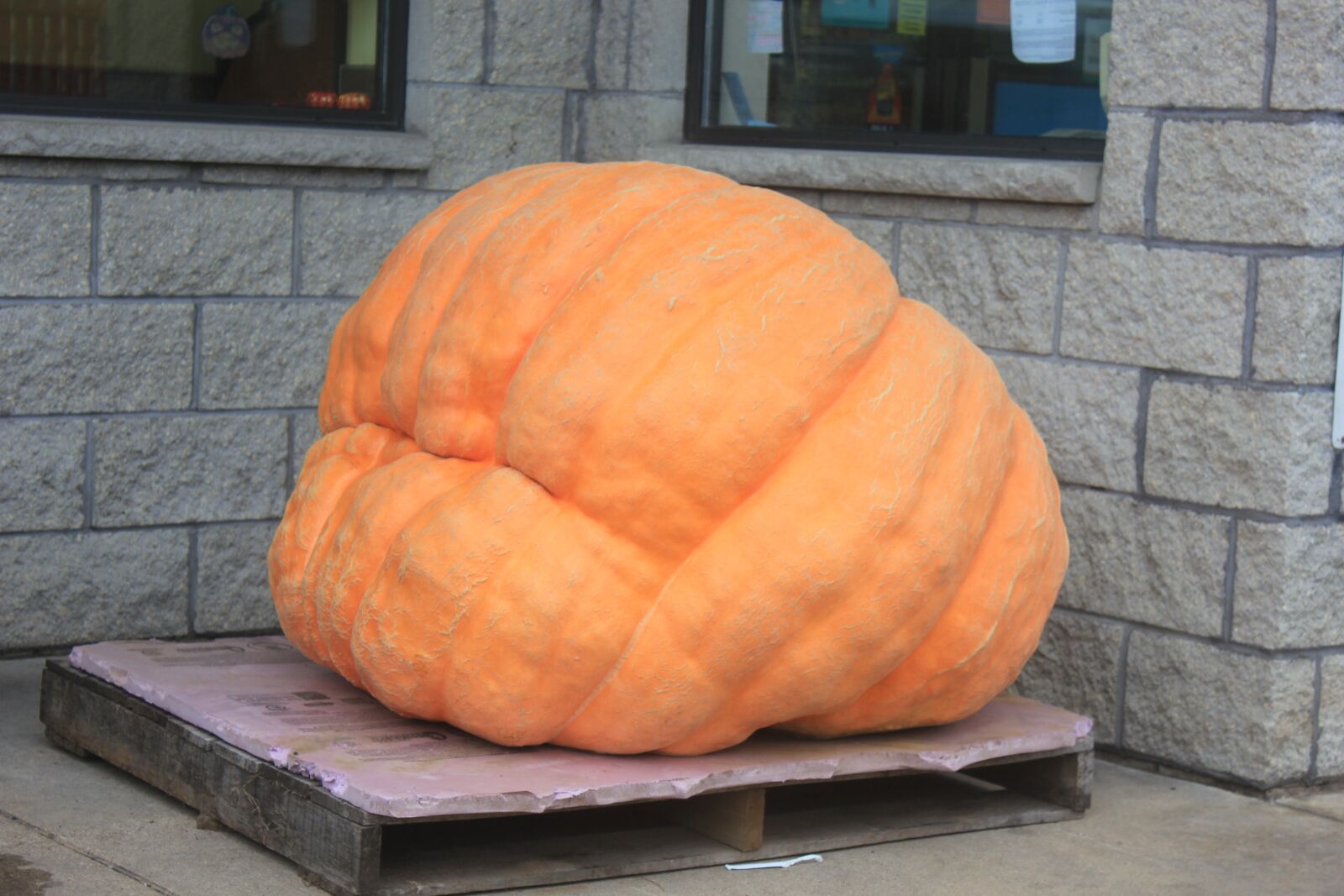 Canon EOS 550D (EOS Rebel T2i / EOS Kiss X4) sample photo. Pumpkin, giant pumpkin, massive photography