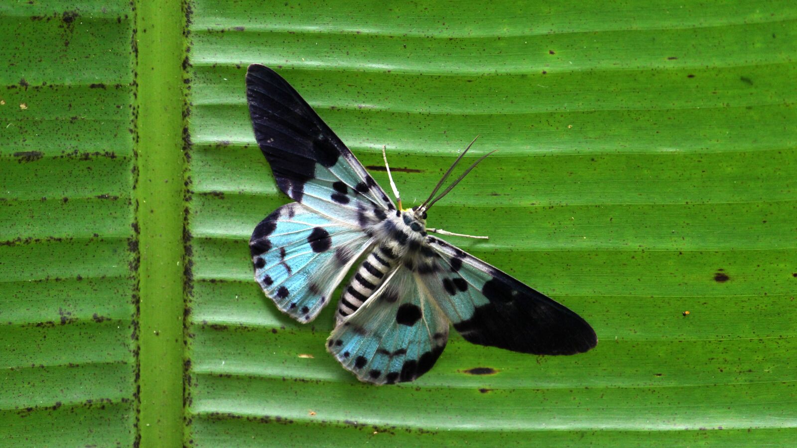Canon EOS 1300D (EOS Rebel T6 / EOS Kiss X80) sample photo. Butterfly, insect, nature photography