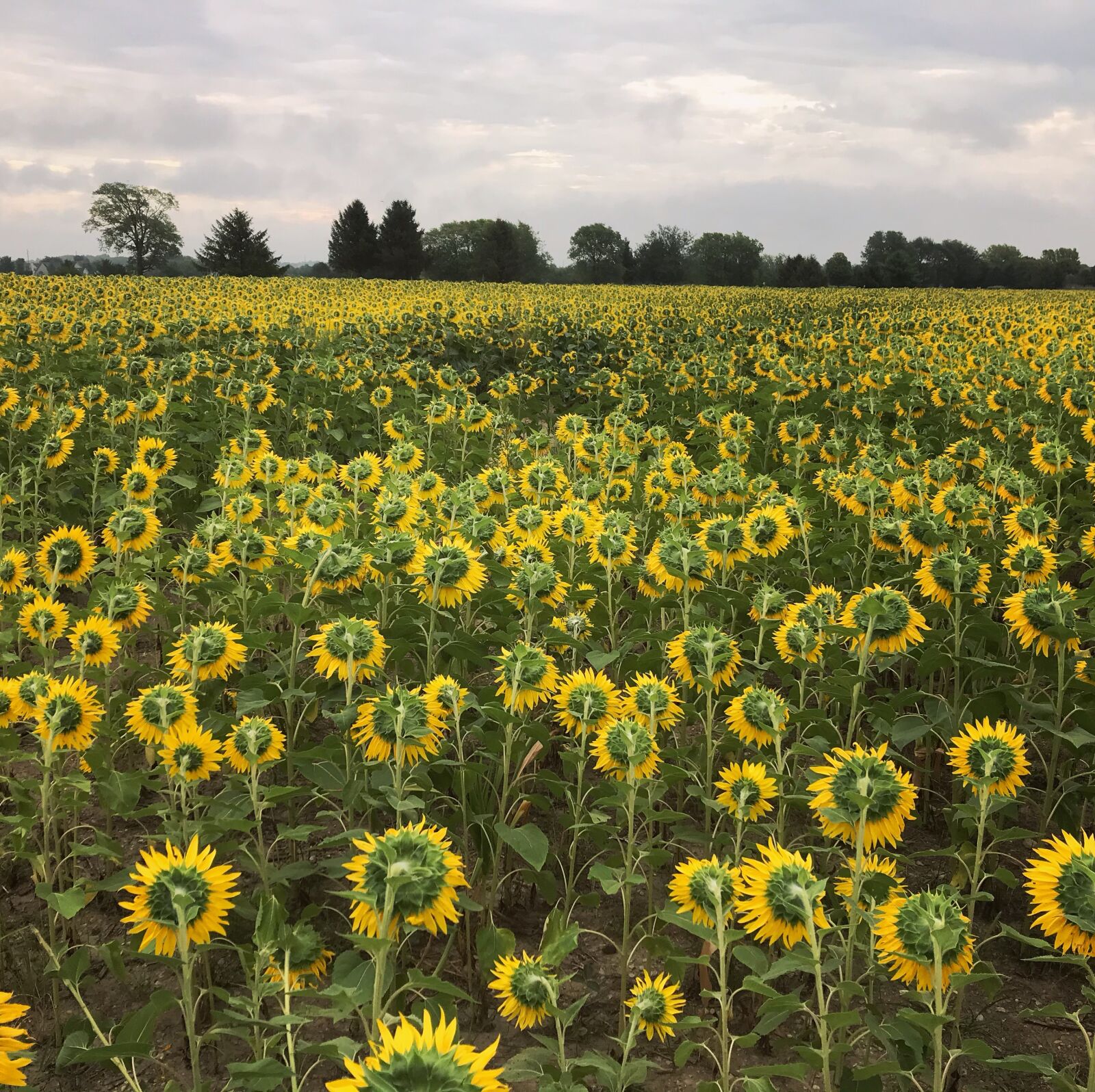 Apple iPhone 7 sample photo. Sunflowers, field, nature photography