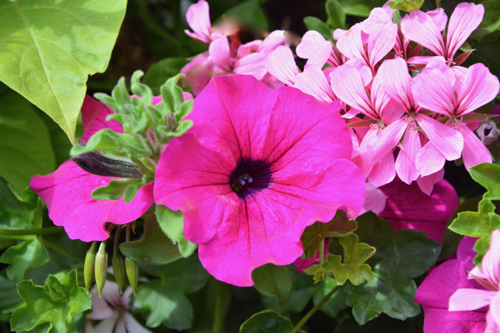 Nikon D5200 sample photo. Flower, petunia, summer photography