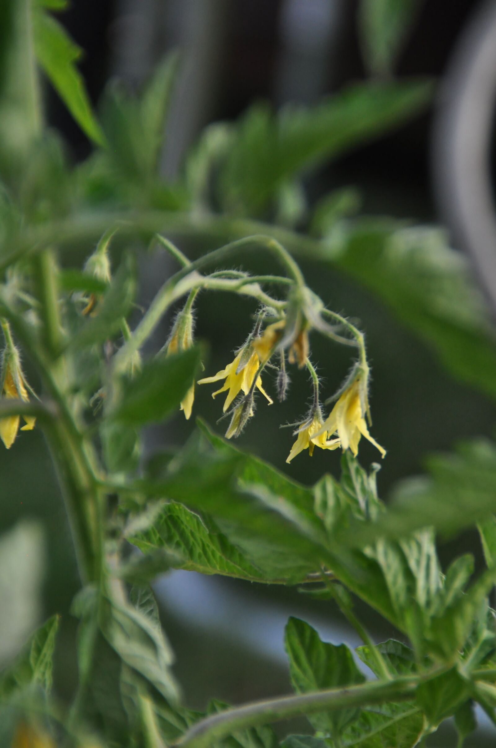 Nikon D5000 sample photo. Tomatoes, withered tomatoes, yellow photography