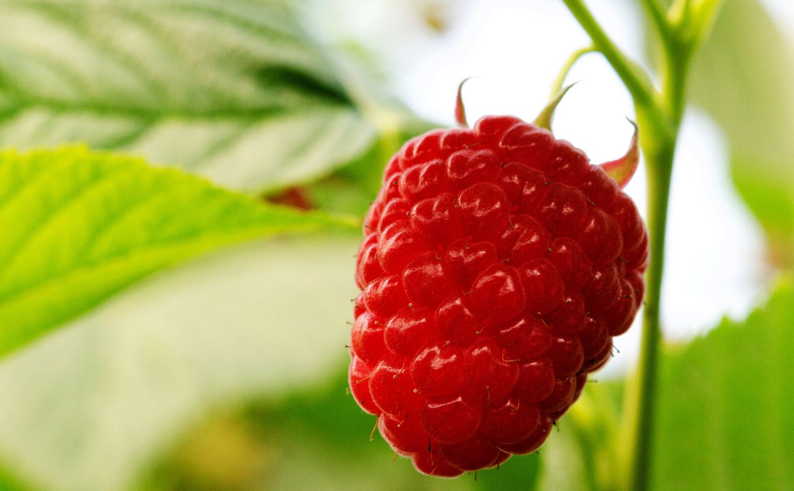 Nikon D7000 sample photo. Raspberry, raspberries, fruits photography