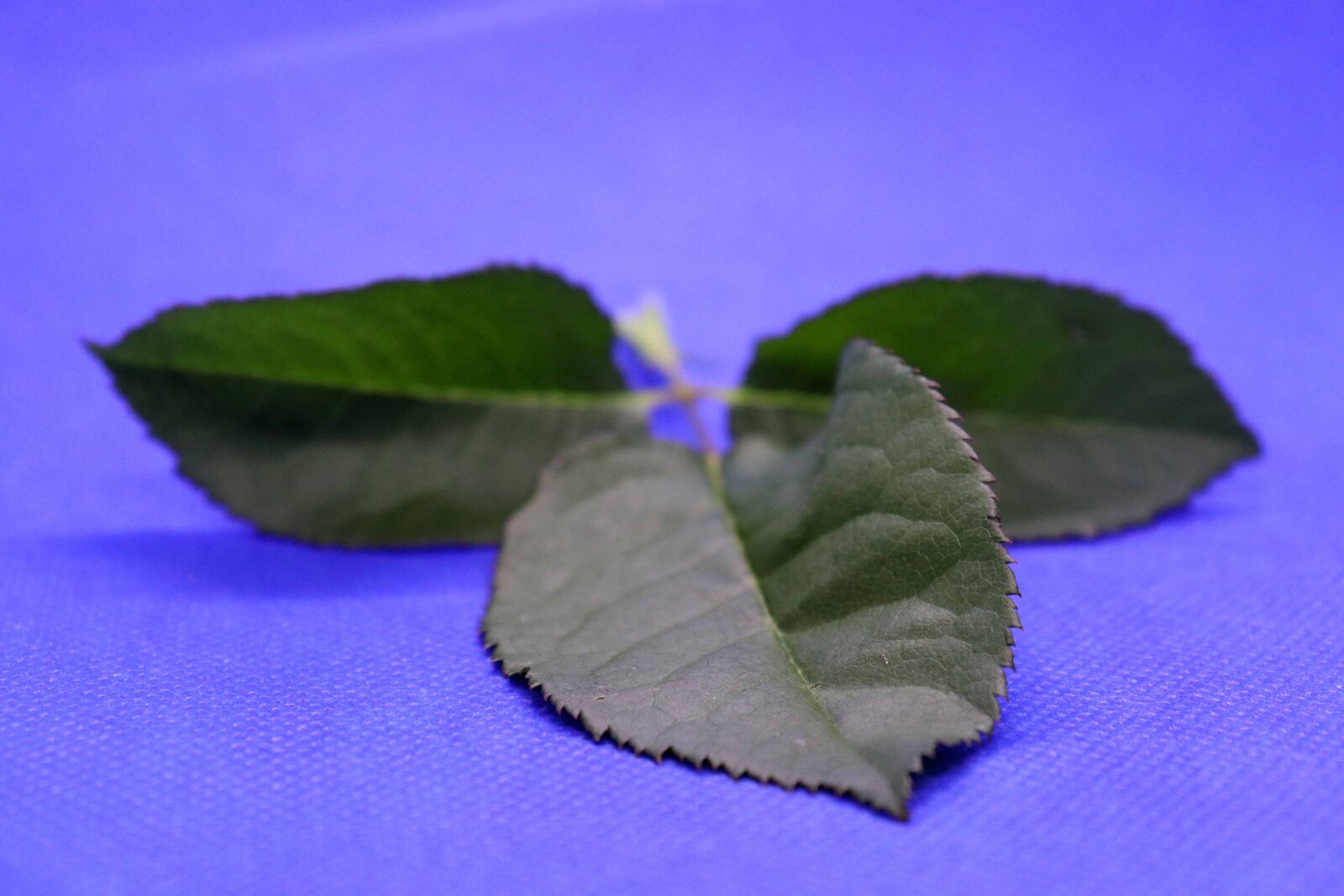 Canon EOS 200D (EOS Rebel SL2 / EOS Kiss X9) sample photo. Rose, leaves, green photography