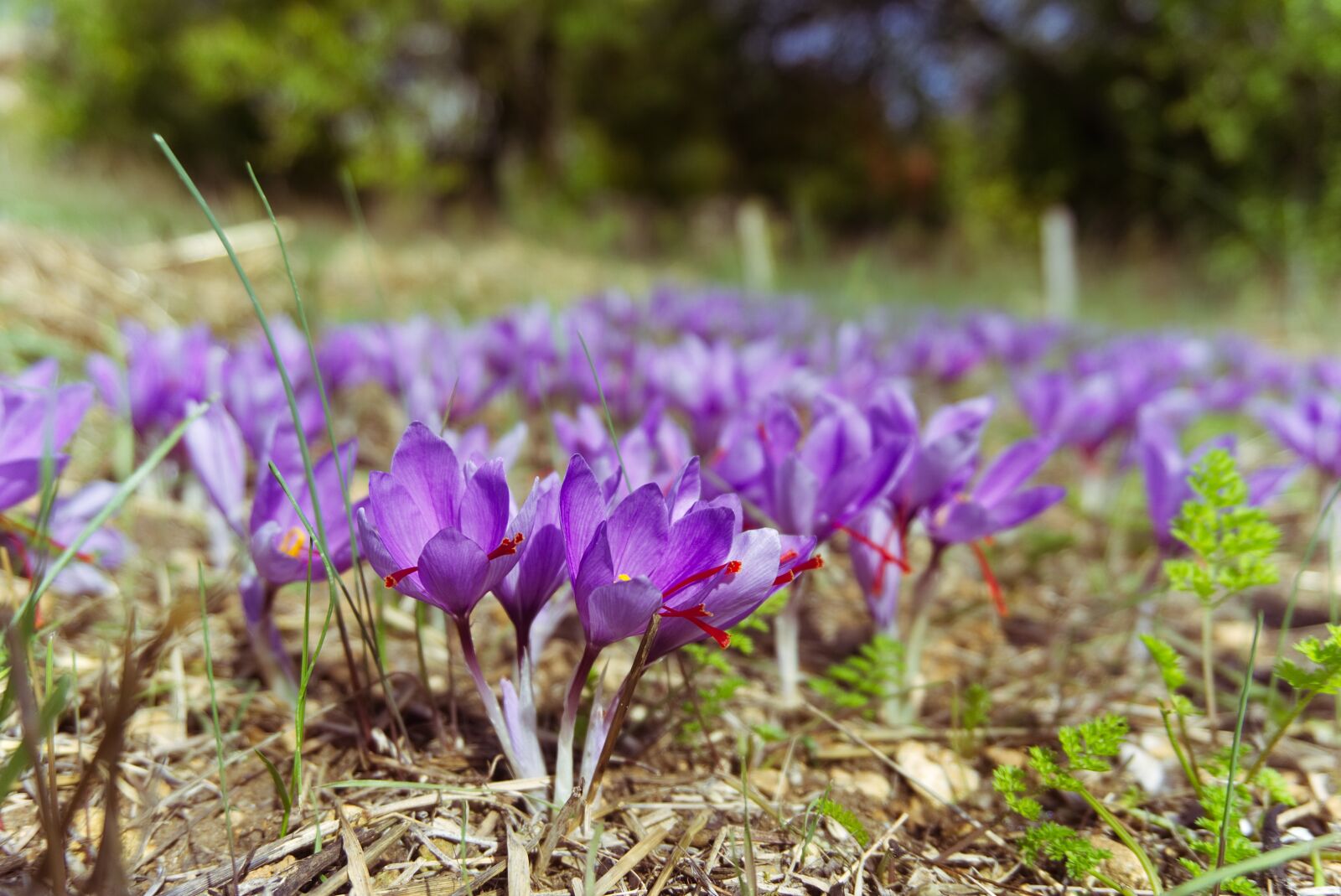 Sony a6000 sample photo. Saffron, crocus sativus, saffron photography