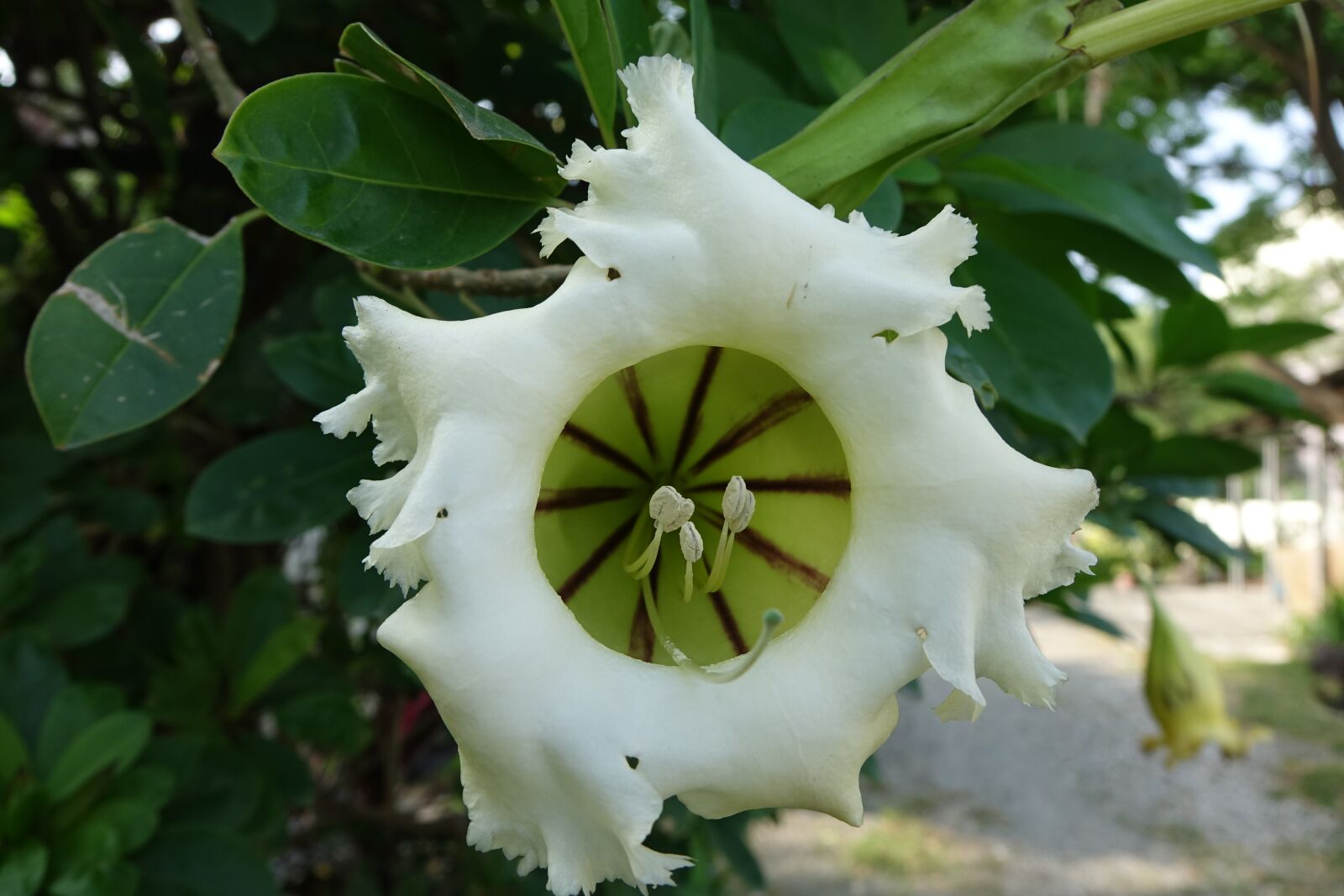 Sony Cyber-shot DSC-RX10 sample photo. Gold cup flower, trumpet photography