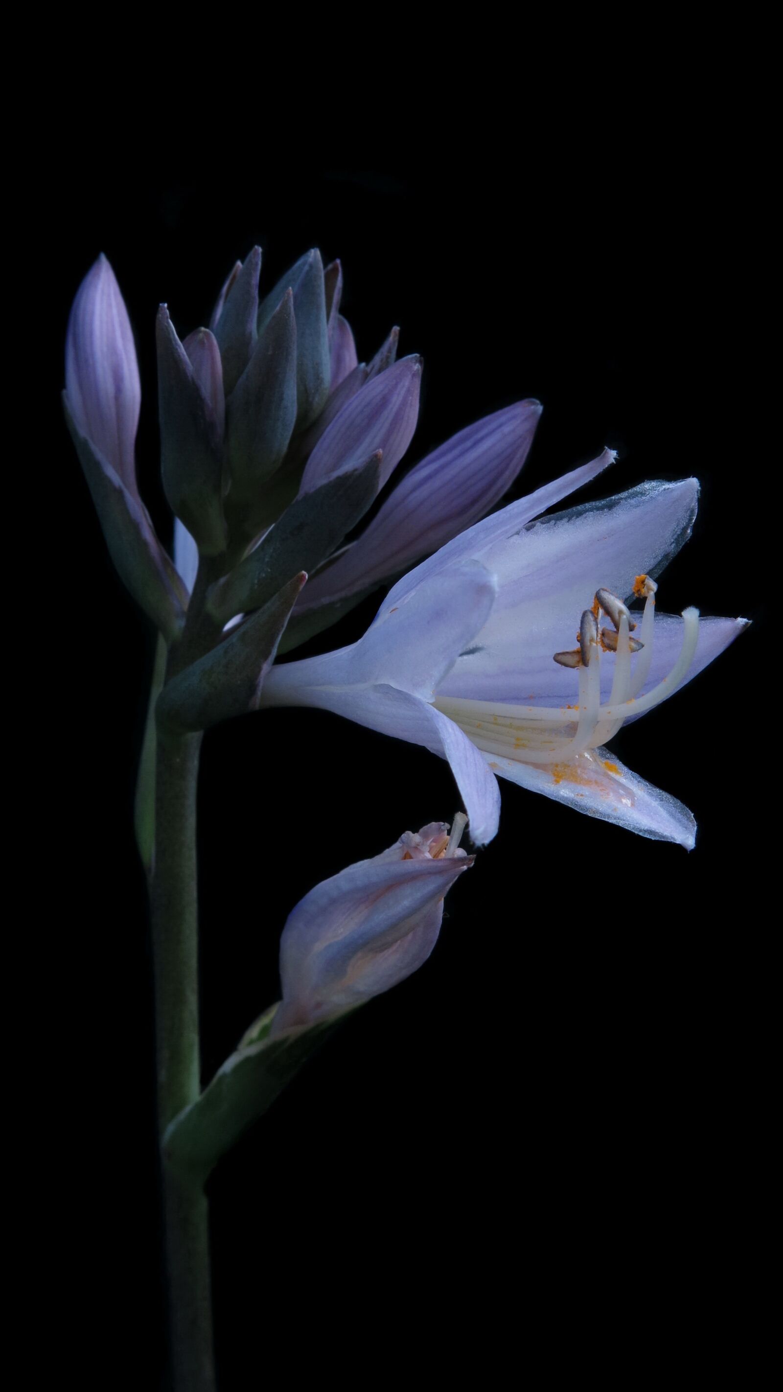 Canon PowerShot G15 sample photo. Hosta, plantain lily, close photography