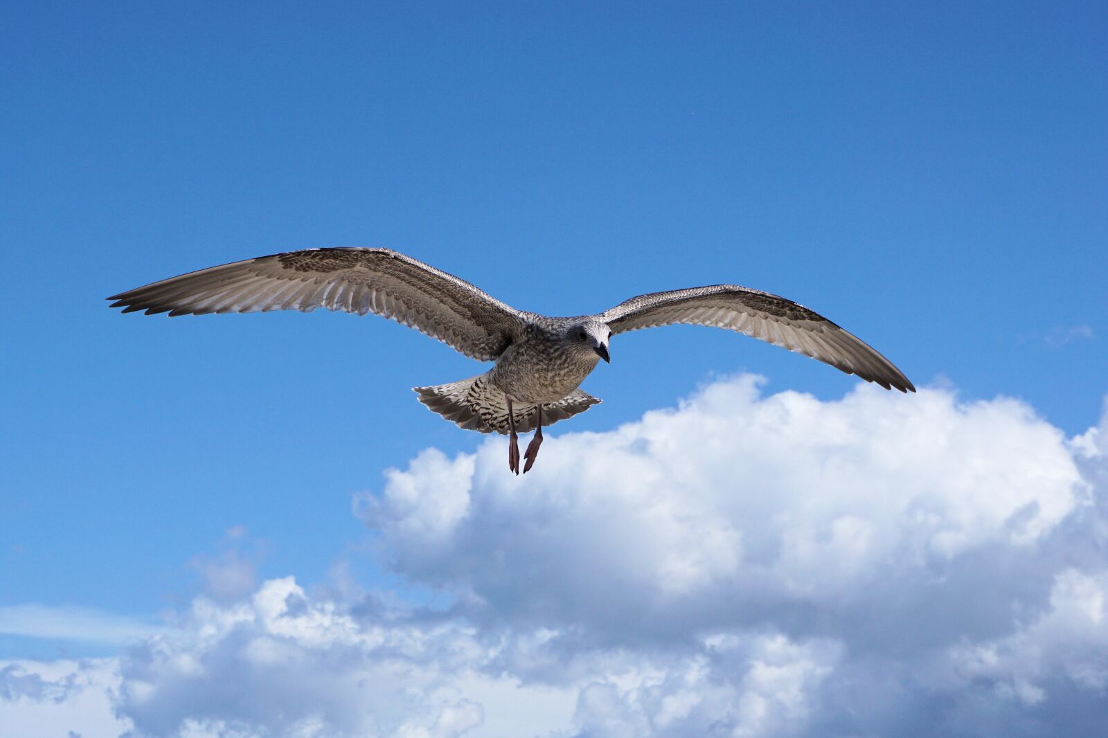 Sony a6000 sample photo. Seagull, baltic sea, sea photography