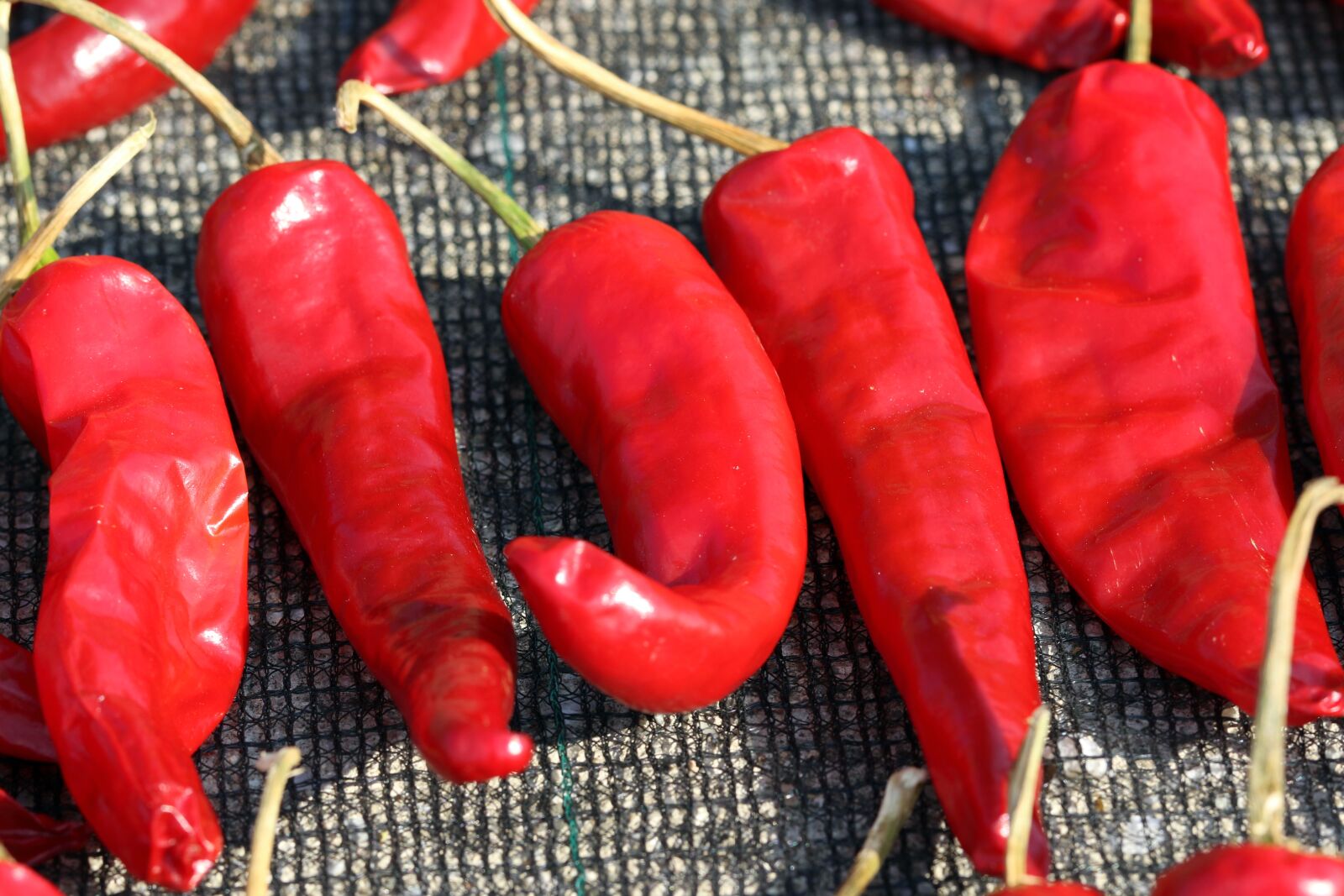 Canon EOS 7D Mark II + Canon EF 100mm F2.8L Macro IS USM sample photo. Pepper, autumn, kim jang photography