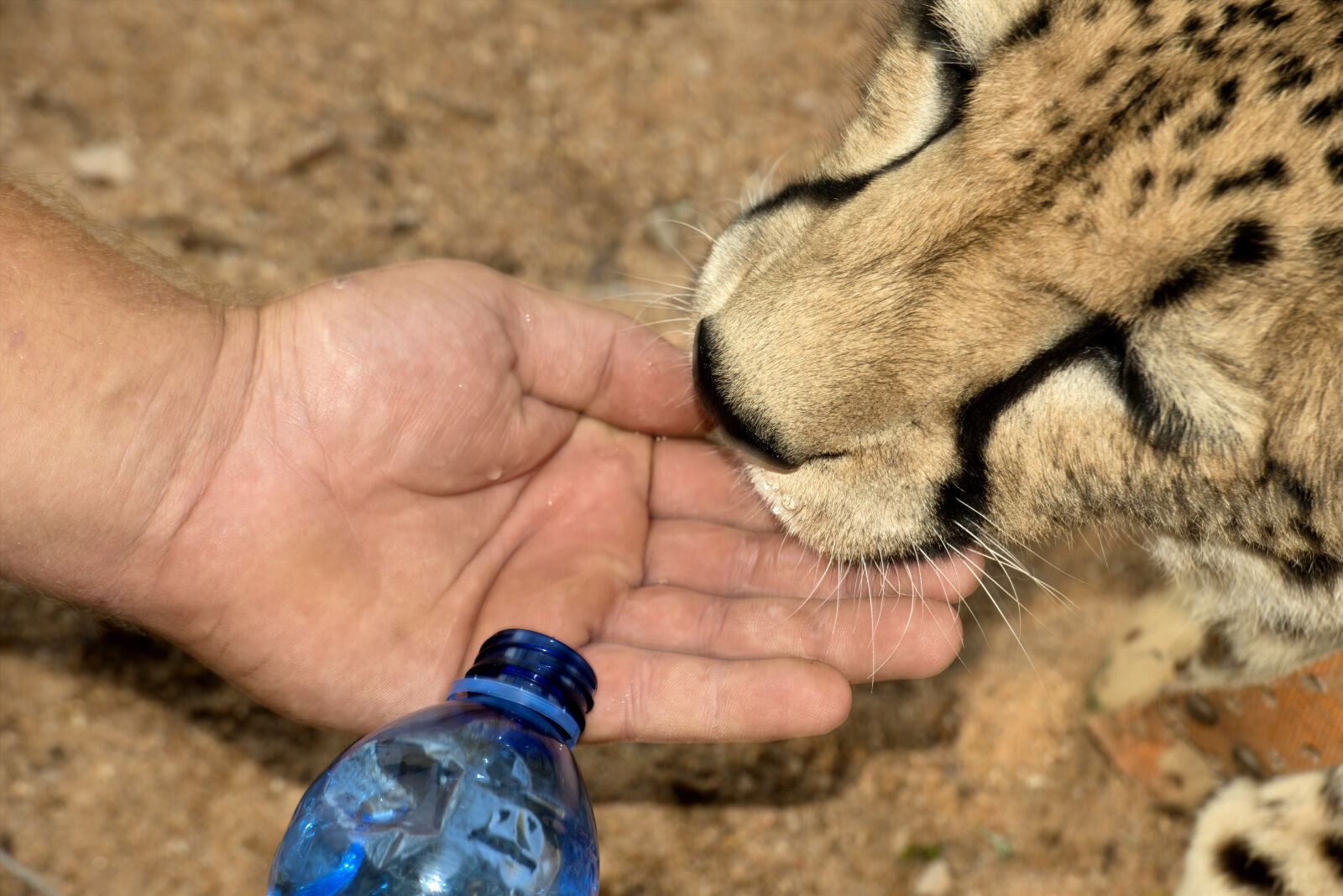 Nikon D800 sample photo. Animal, cheetah, drinking, human photography