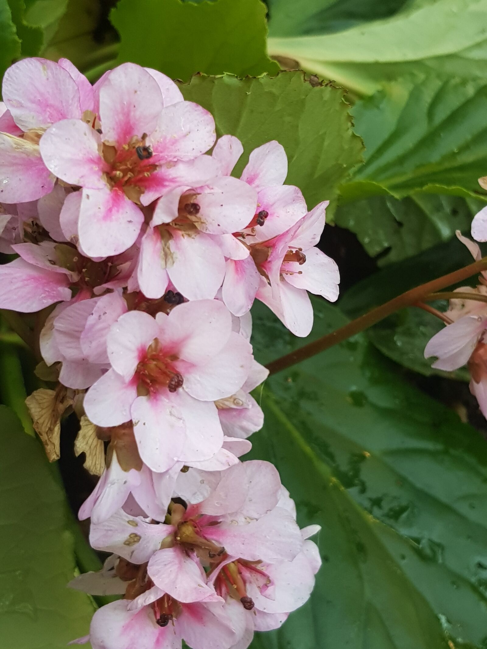 Samsung Galaxy S8 sample photo. Cobbler, pink, garden plant photography