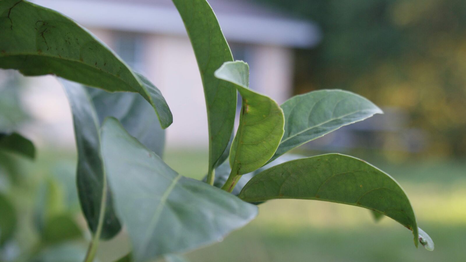 Sony Alpha DSLR-A300 sample photo. Leaves, nature, green photography