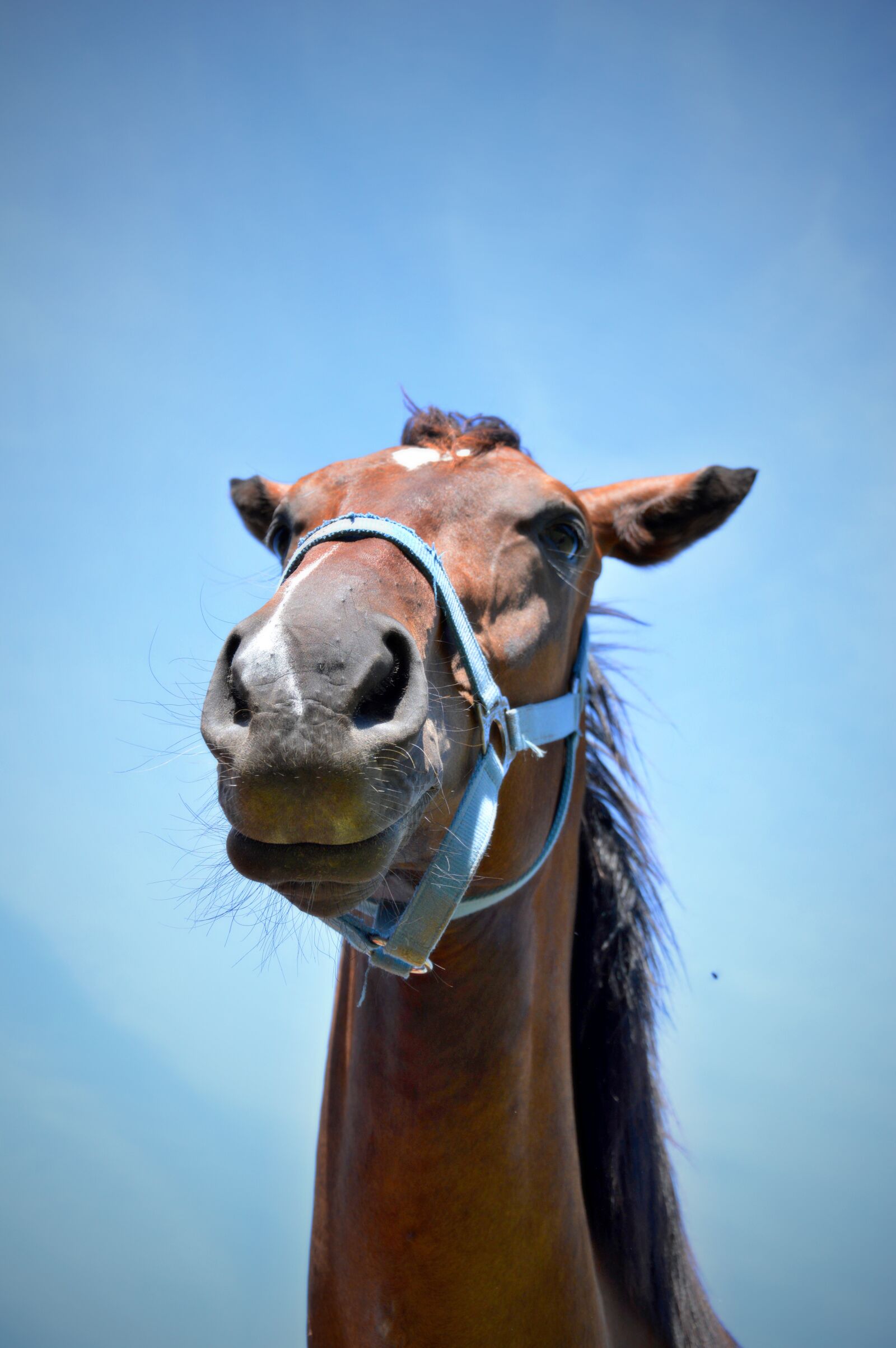 Nikon D3200 sample photo. Horse, portrait, animal photography