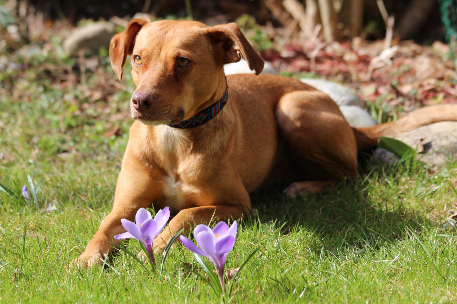 Canon EOS 650D (EOS Rebel T4i / EOS Kiss X6i) + Canon EF 70-300mm F4-5.6 IS USM sample photo. Easter, dog, crocus photography