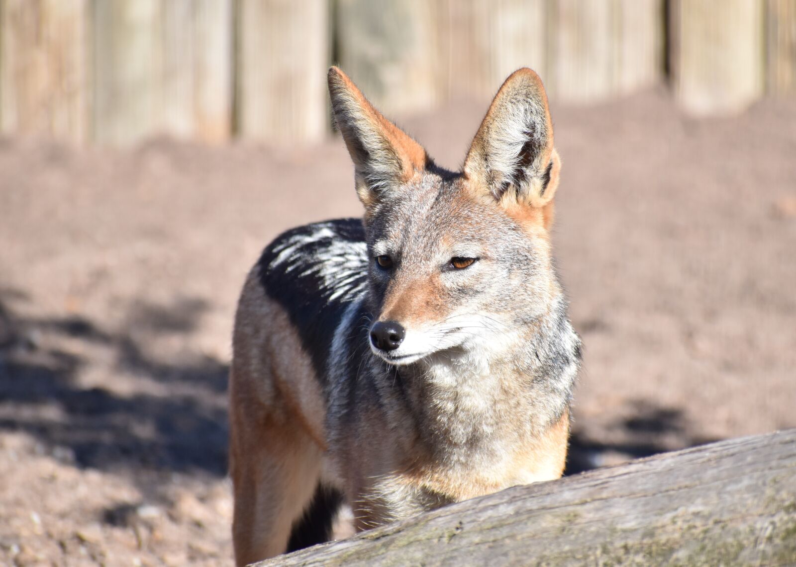 Nikon D5500 sample photo. Wildlife, nature, animal photography