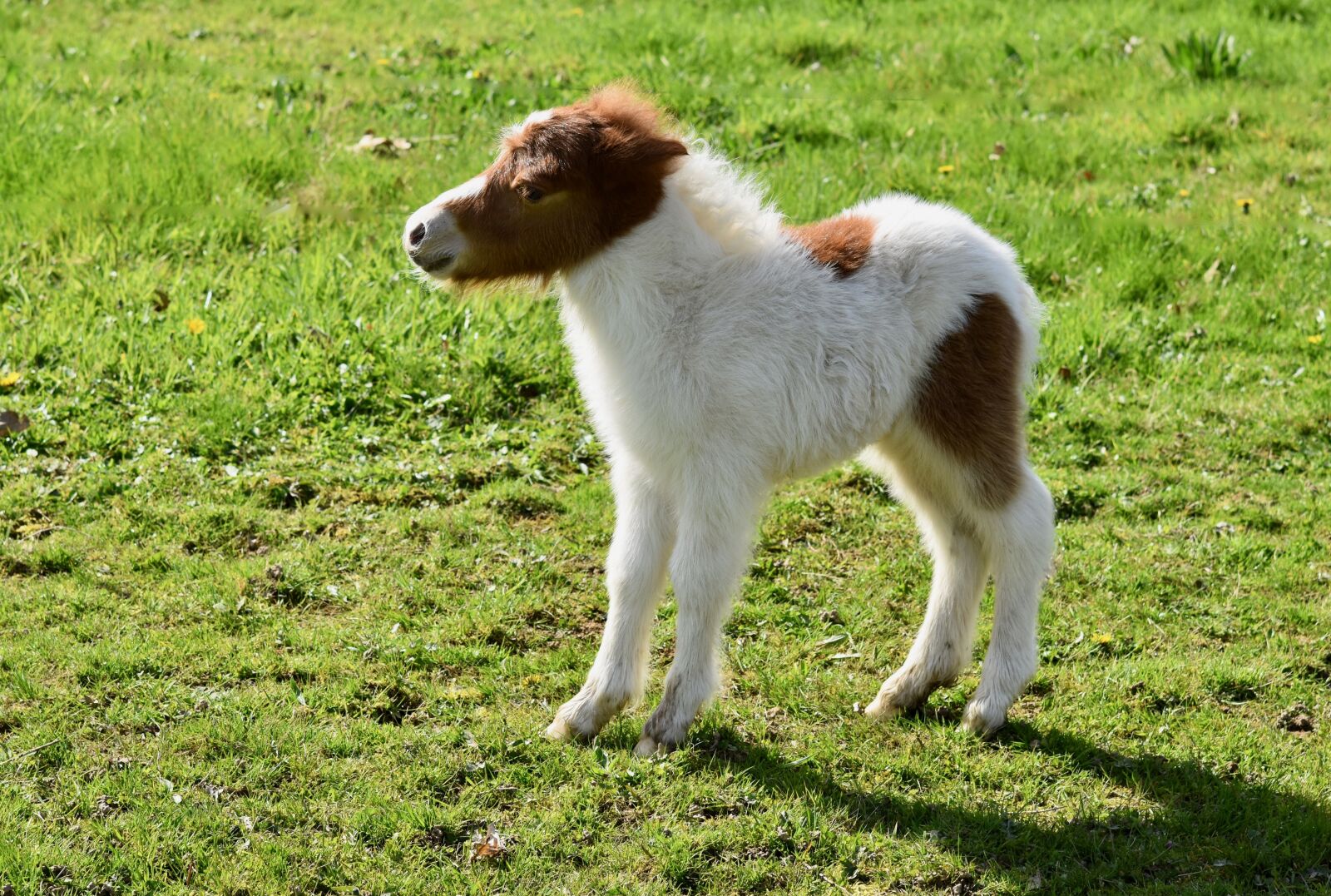 Nikon D5600 sample photo. Shetland pony, small horse photography