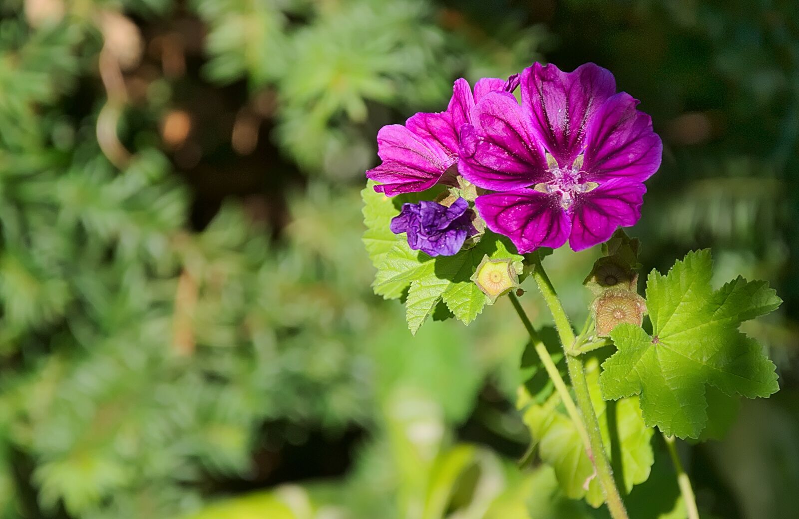 Nikon D3300 sample photo. Flower, violet, blossom photography