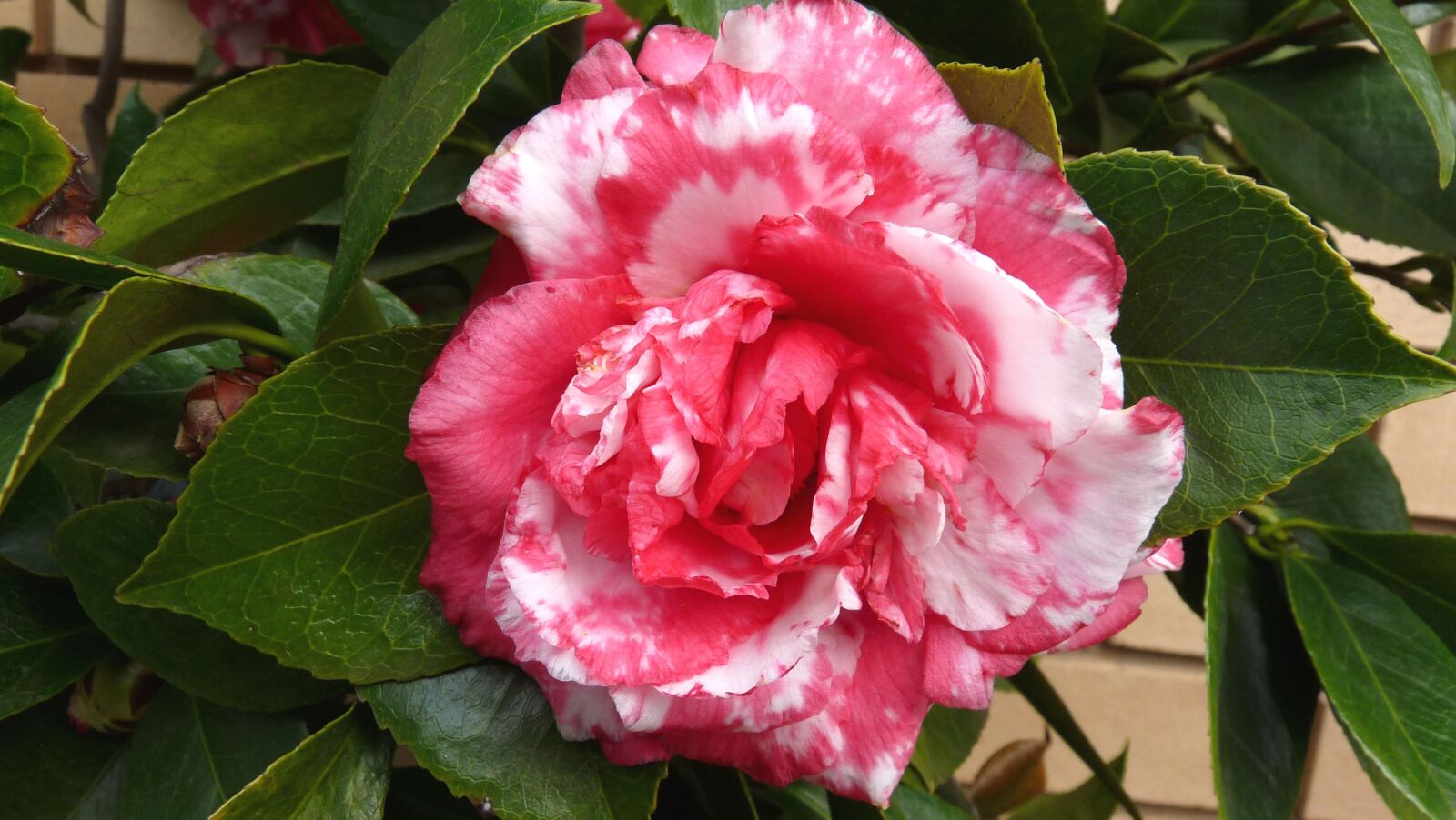 Panasonic Lumix DMC-FZ28 sample photo. Flower, camellia, bloom photography