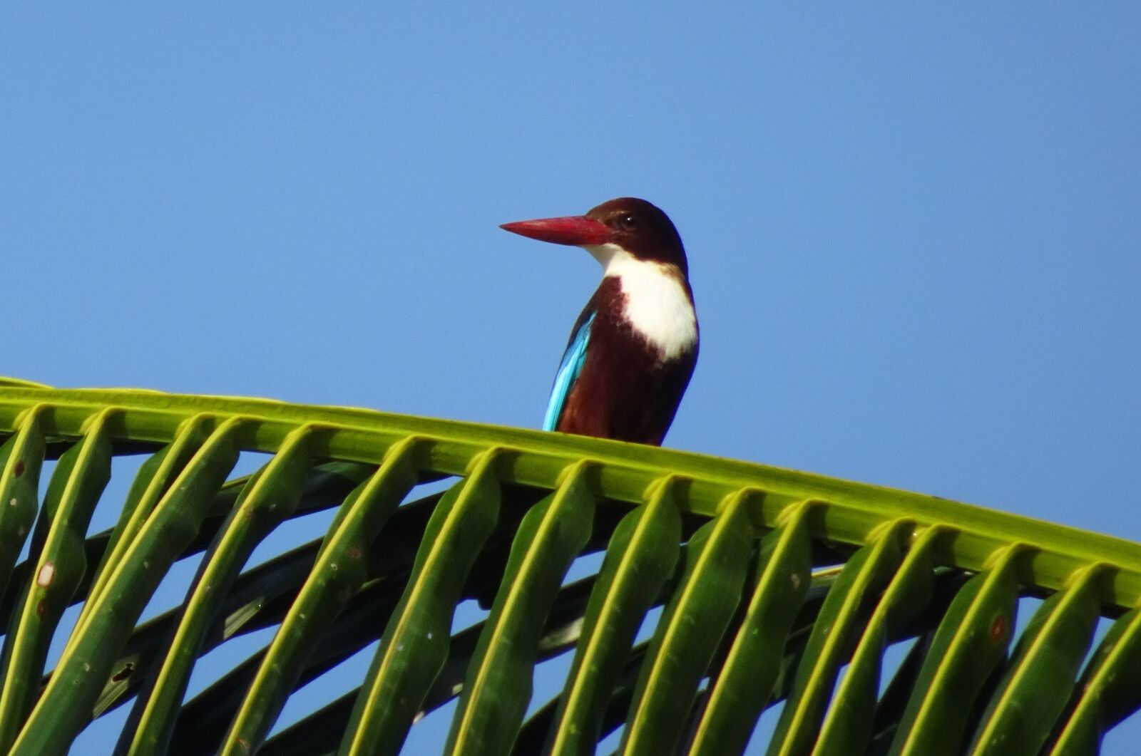 Sony Cyber-shot DSC-HX90V sample photo. Bird, kingfisher, white-throated kingfisher photography